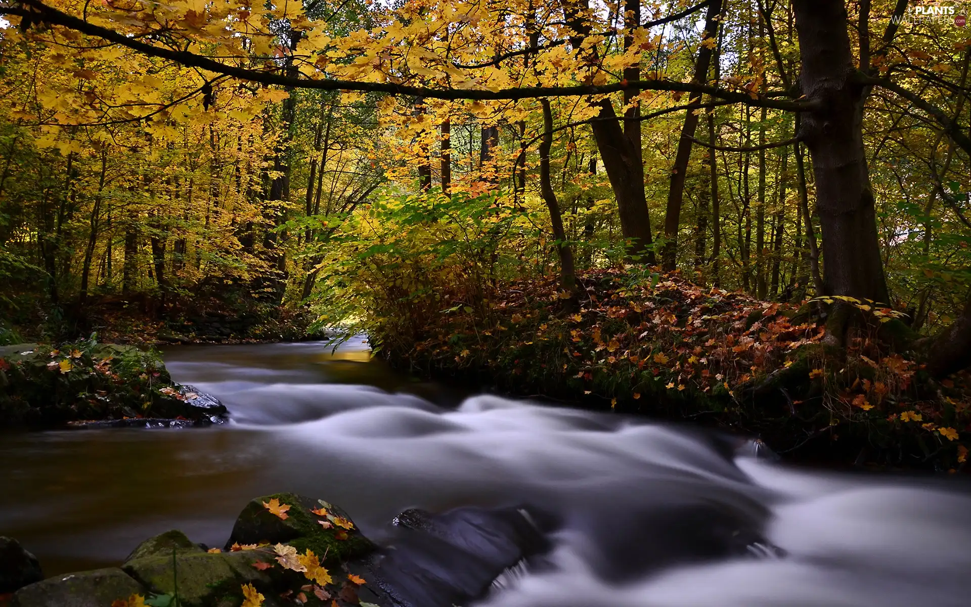 forest, autumn, Leaf, flux