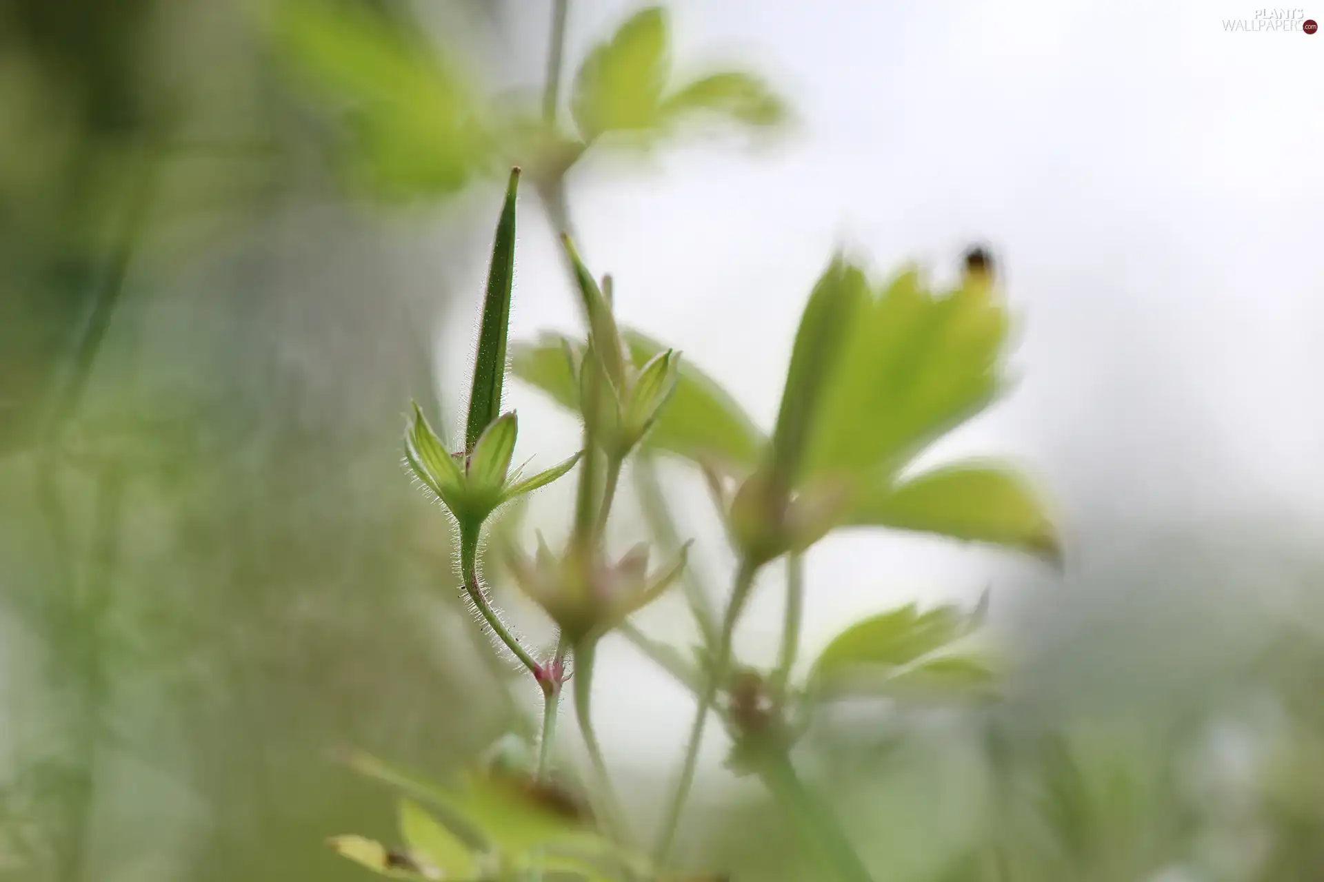 Leaf, plant, Green