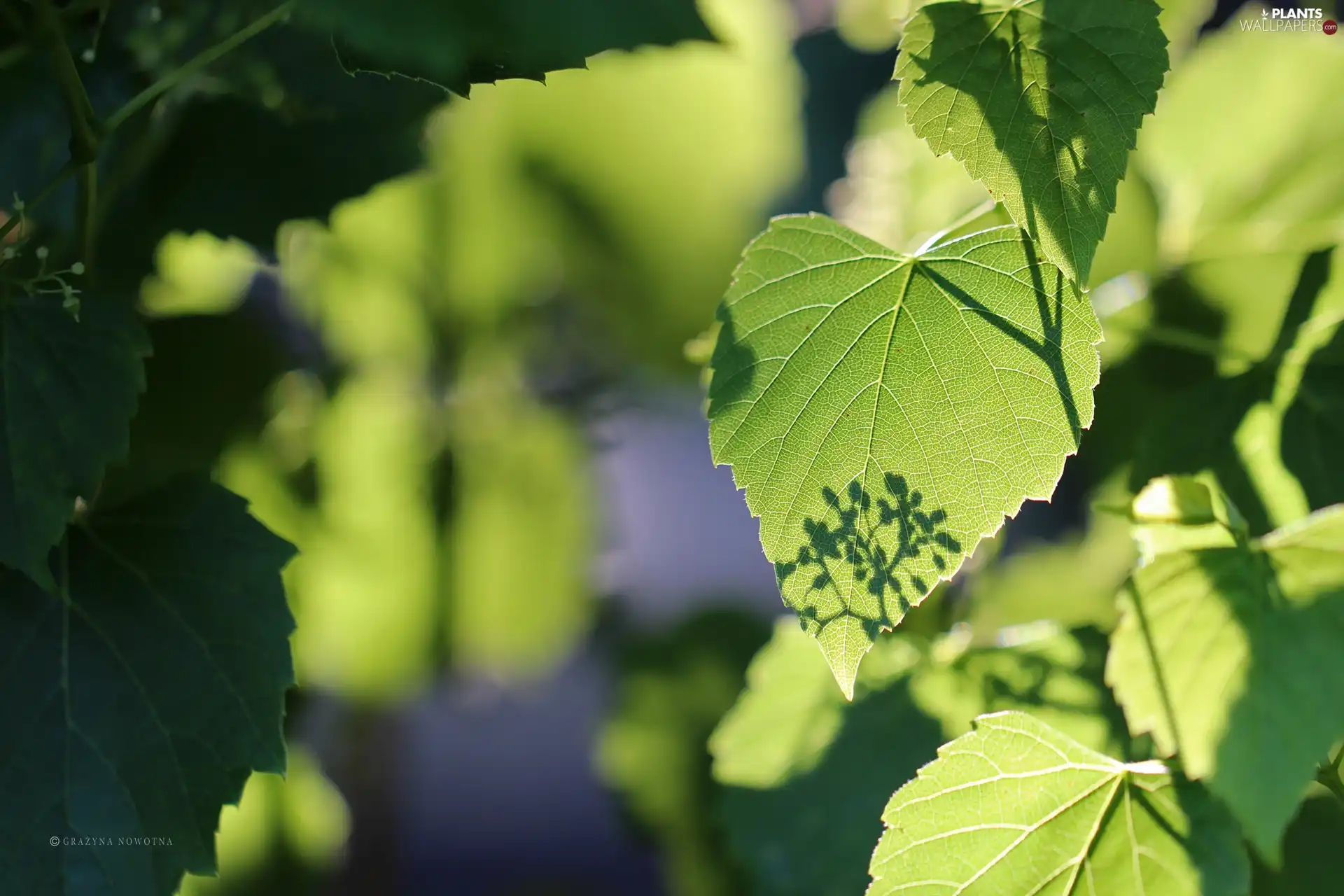 summer, green ones, Leaf