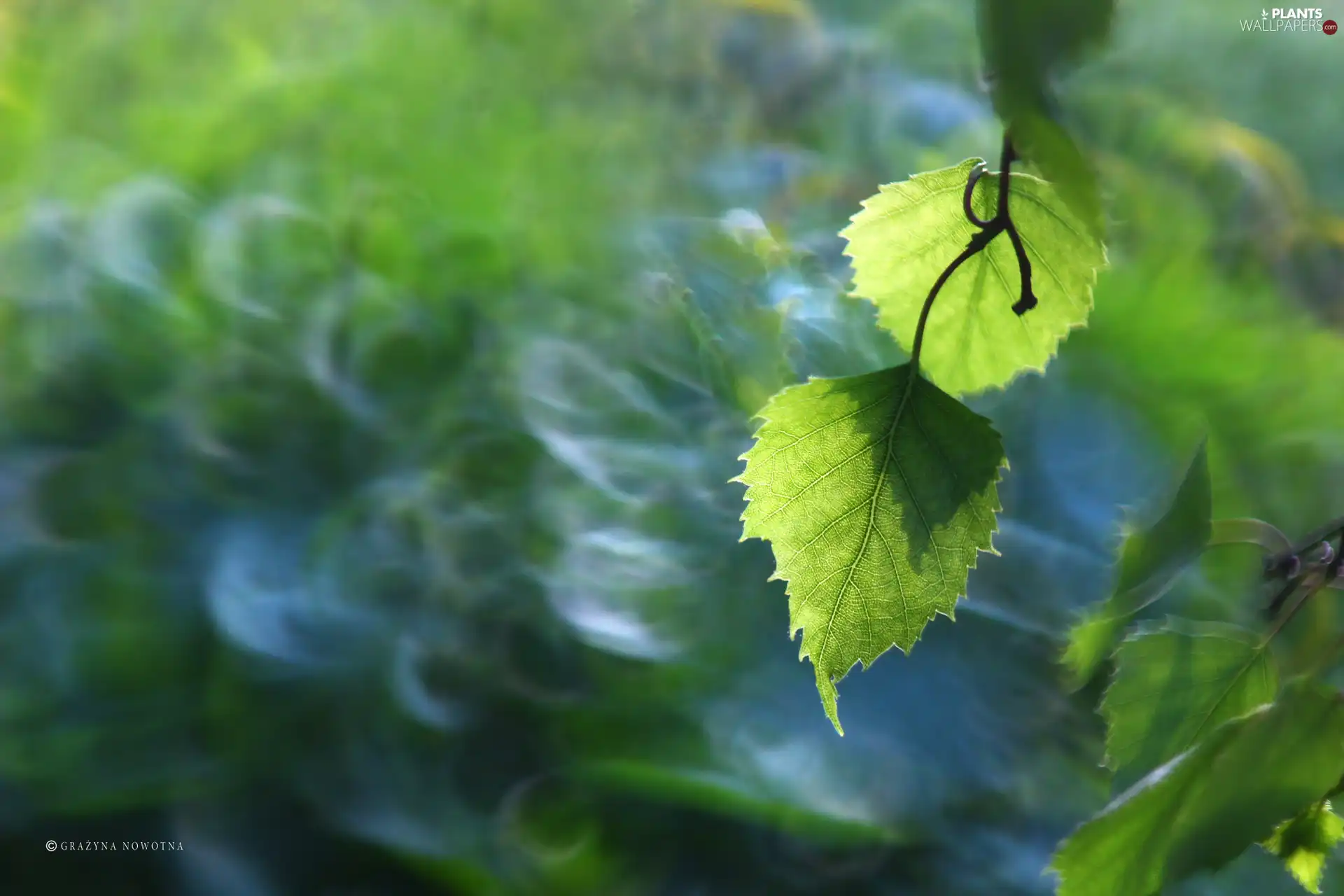 birch-tree, green ones, Leaf