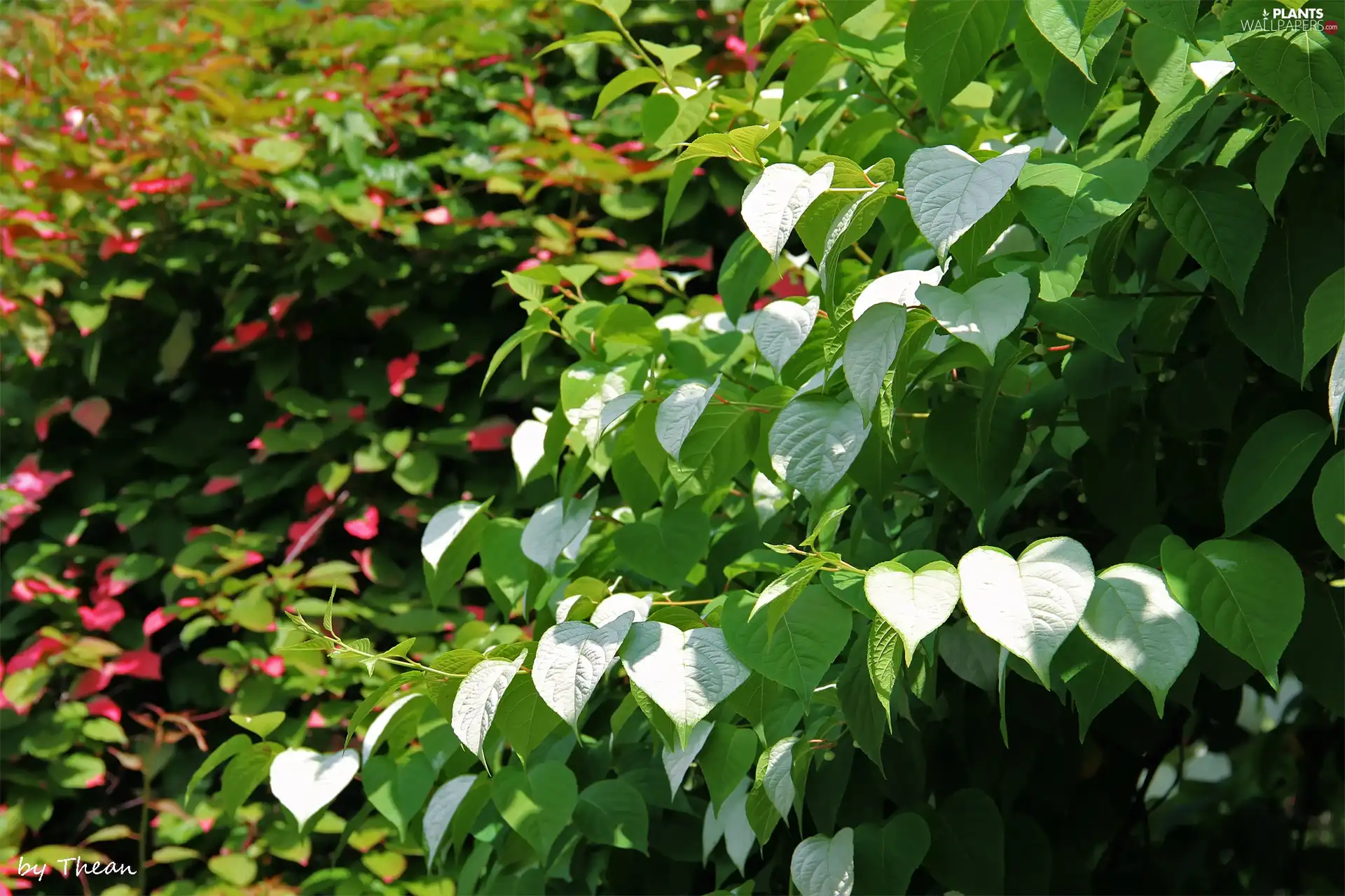 White, Pink, Leaf, green ones