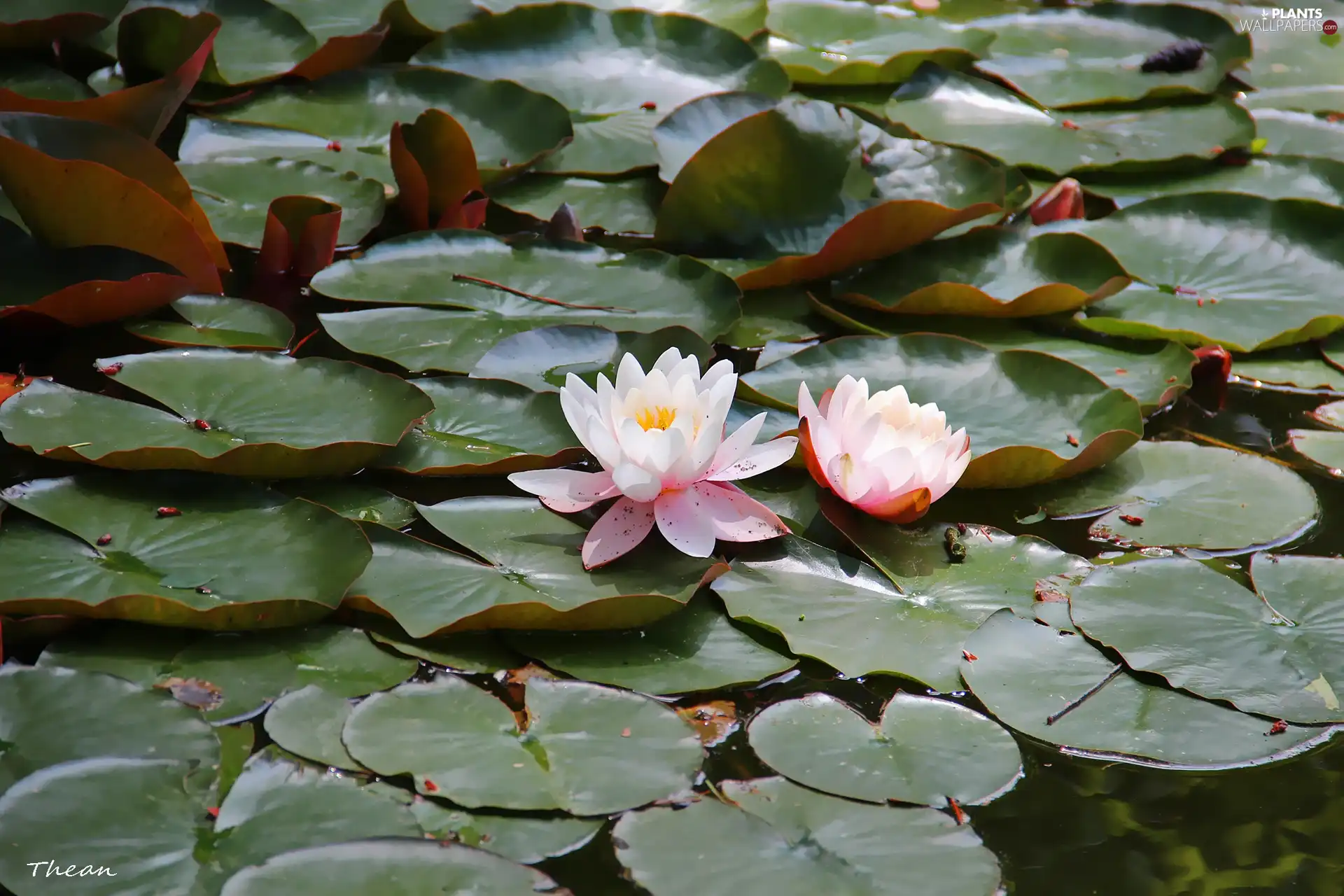 lilies, Big, Leaf, water