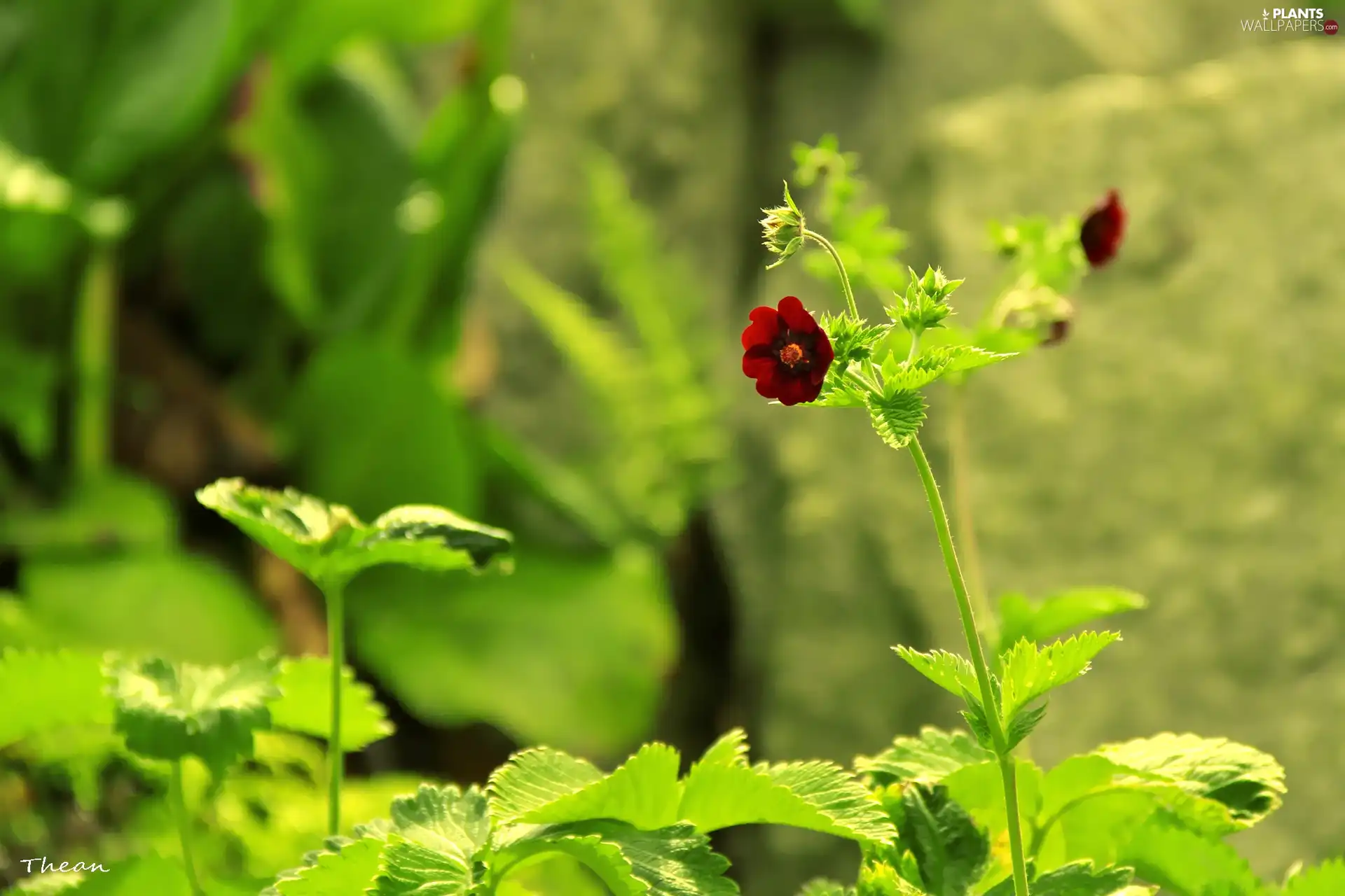 Little, Flower, Leaf, Red