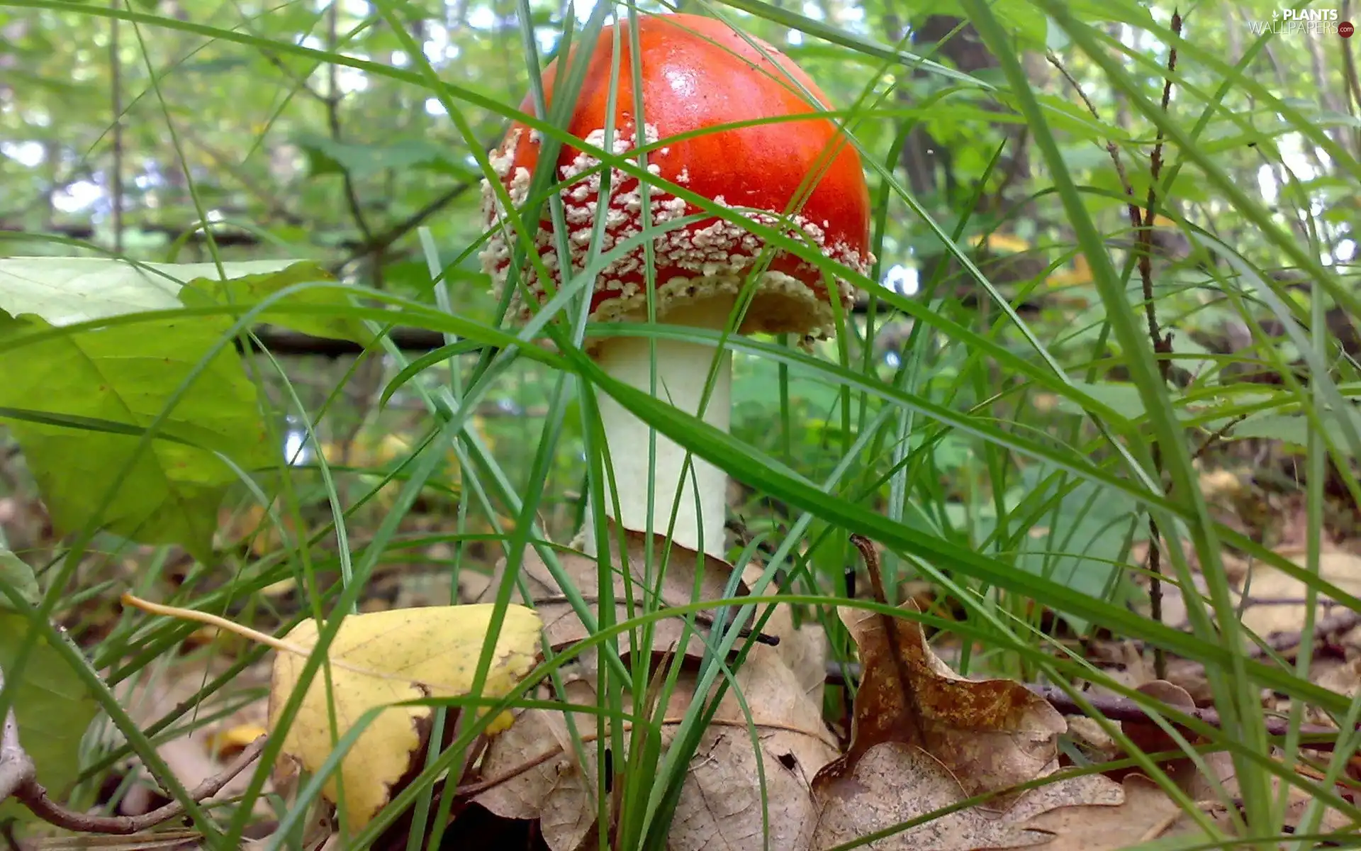 Mushrooms, grass, Leaf, toadstool