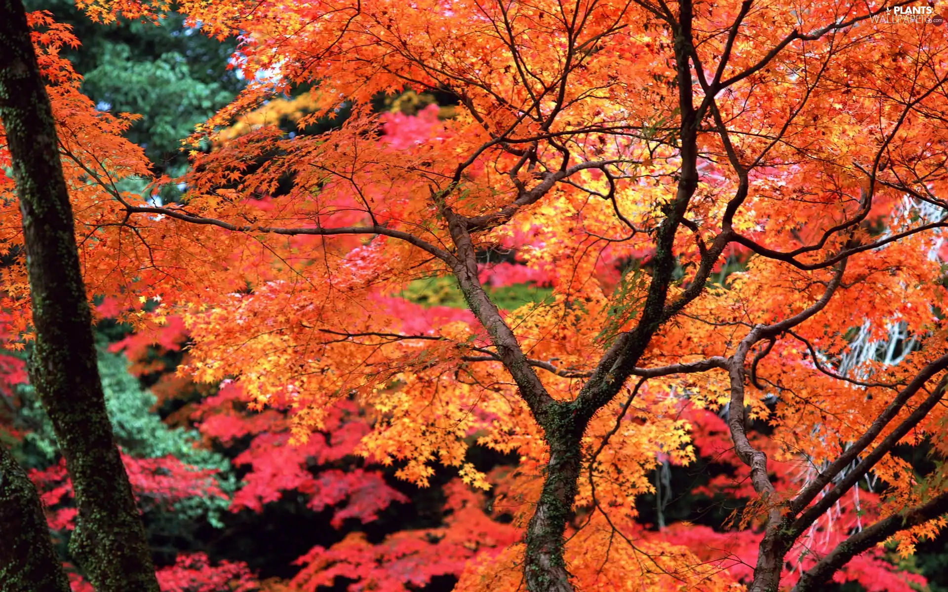 Leaf, branch pics, viewes, Red, trees