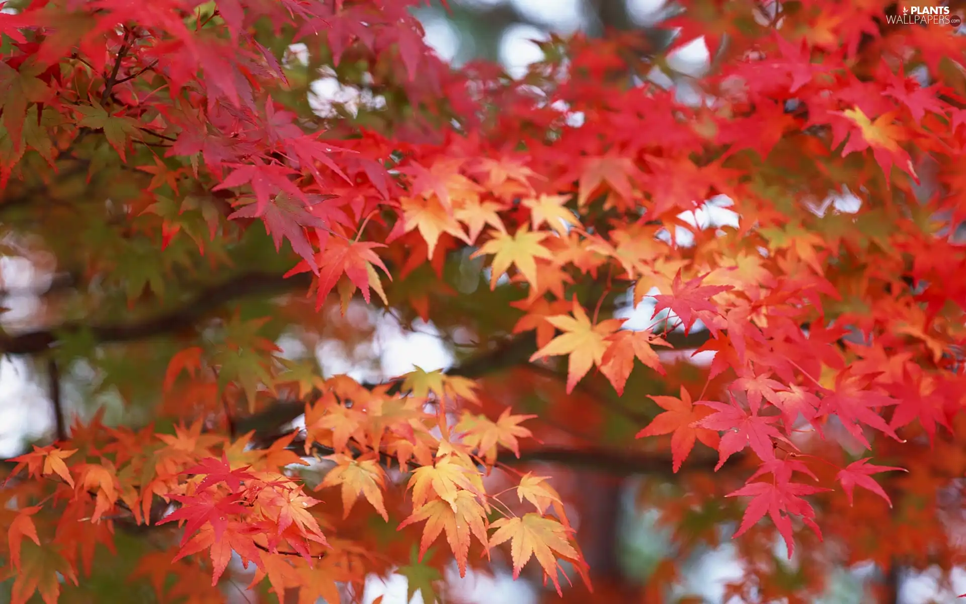 Leaf, Twigs, Red