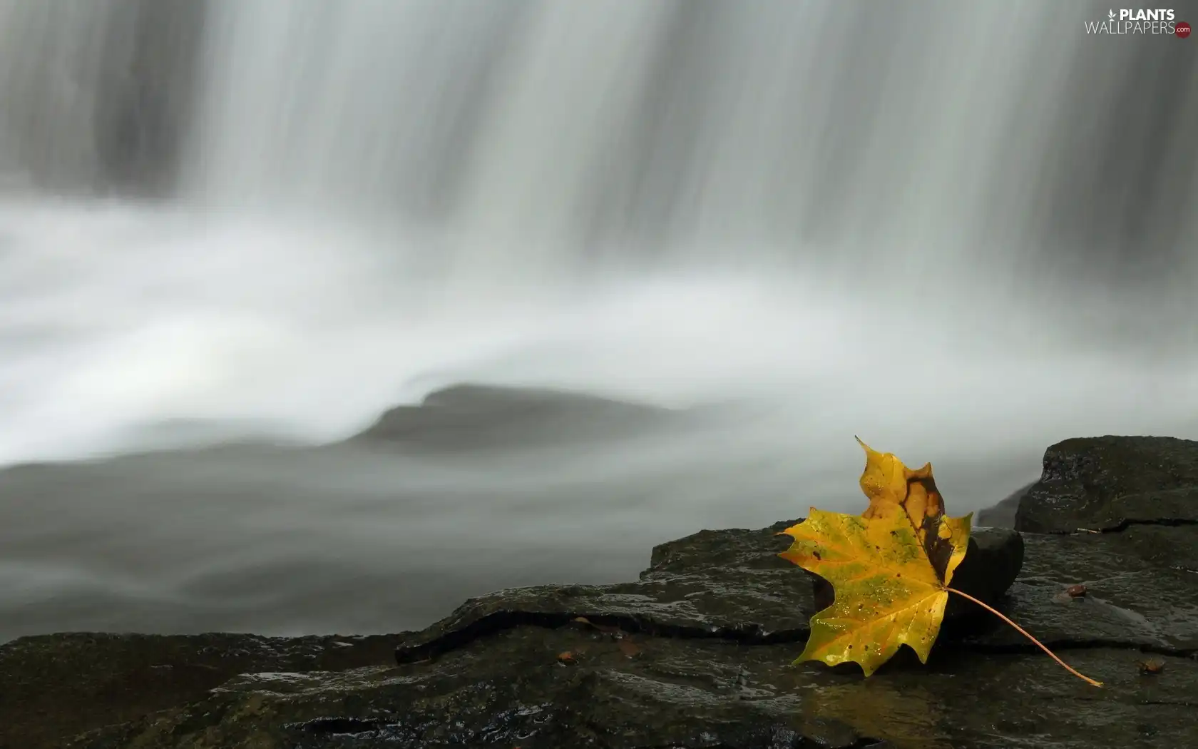 leaf, waterfall, rocks