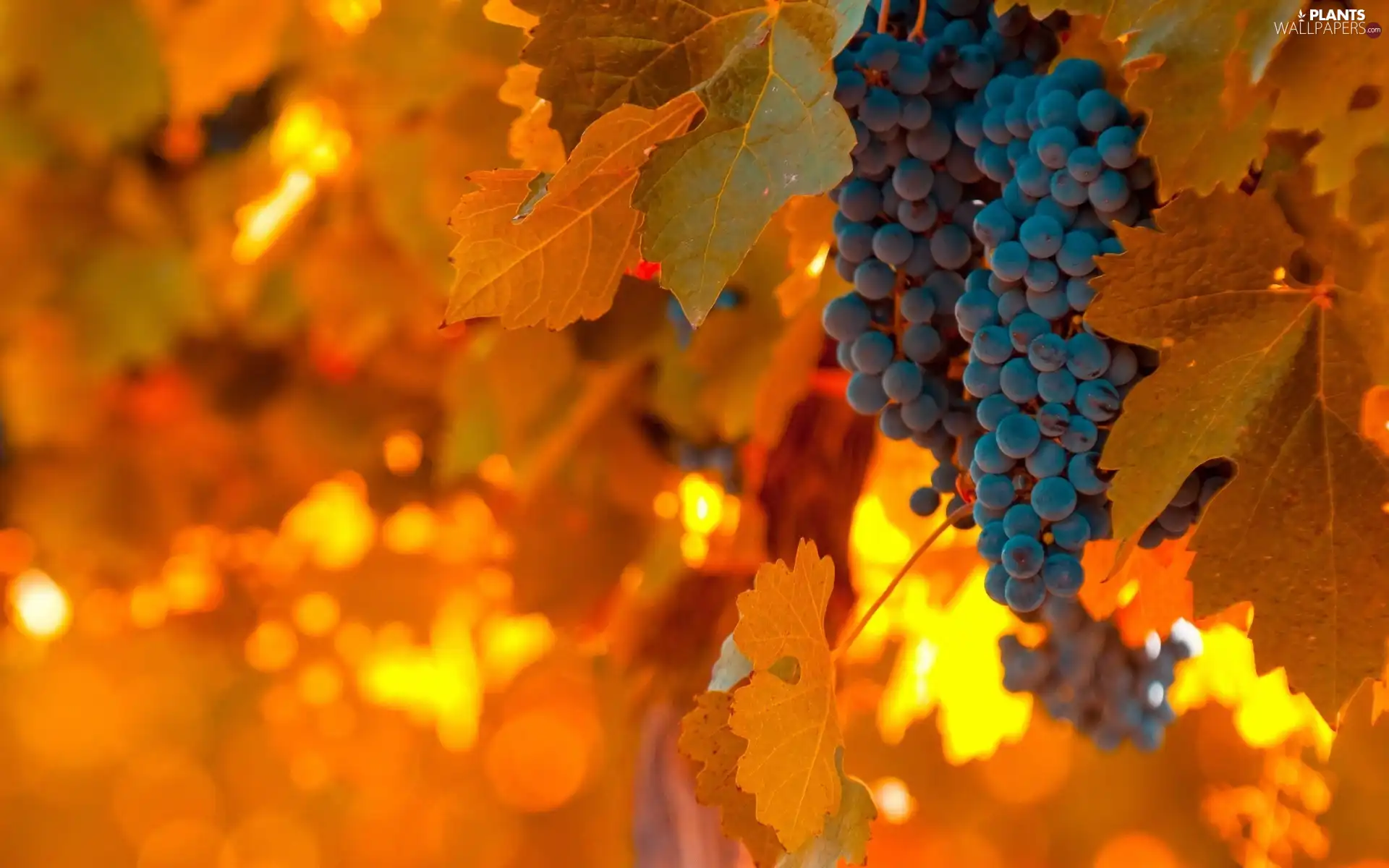 spray, Orange, Leaf, Grapes