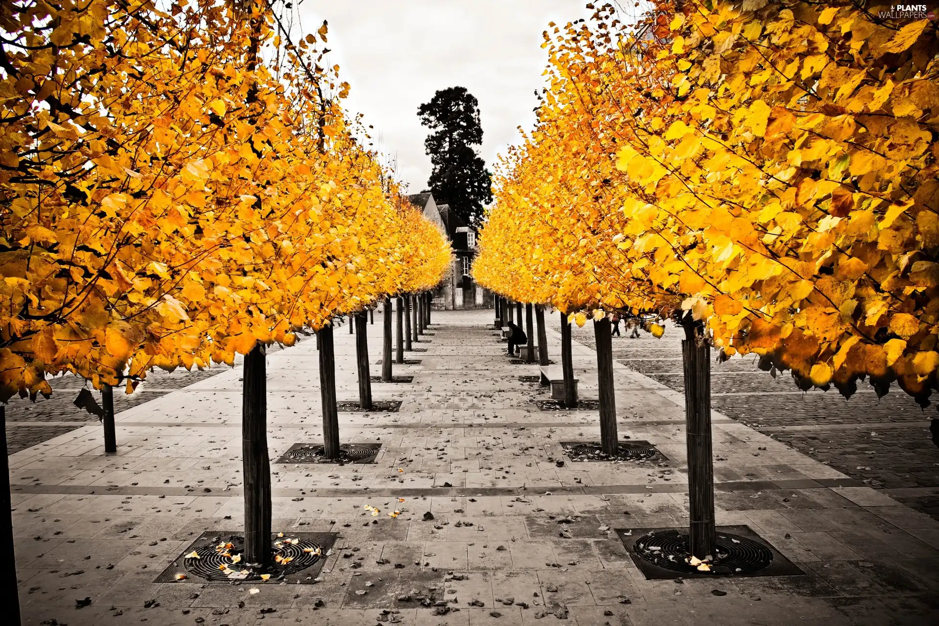 trees, Golden, Leaf, viewes