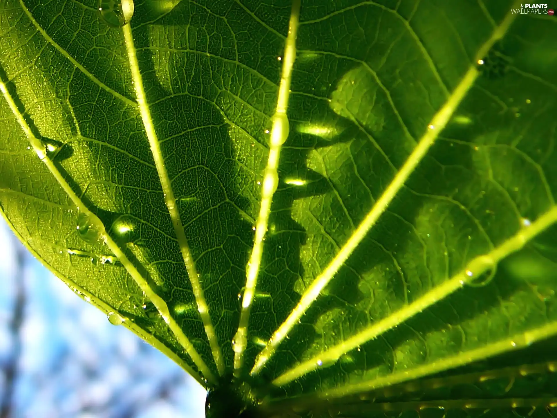 leaf, Big, wet