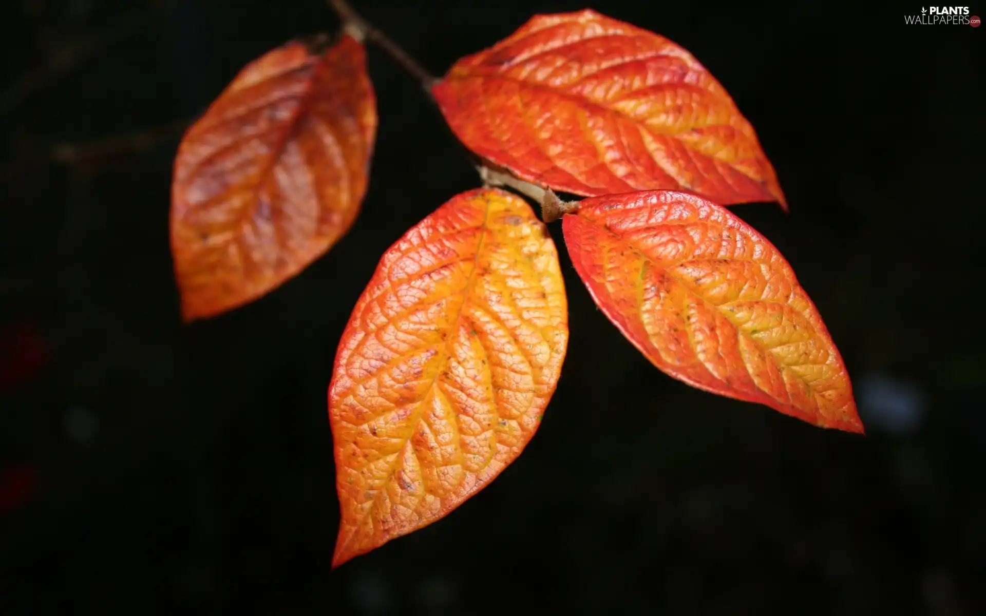 leaves, four, Autumn