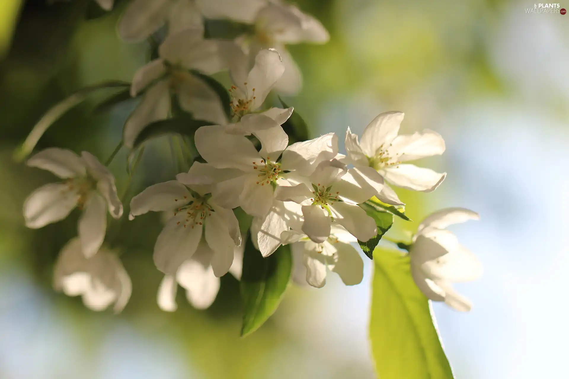 White, leaves, Fruit Tree, Flowers