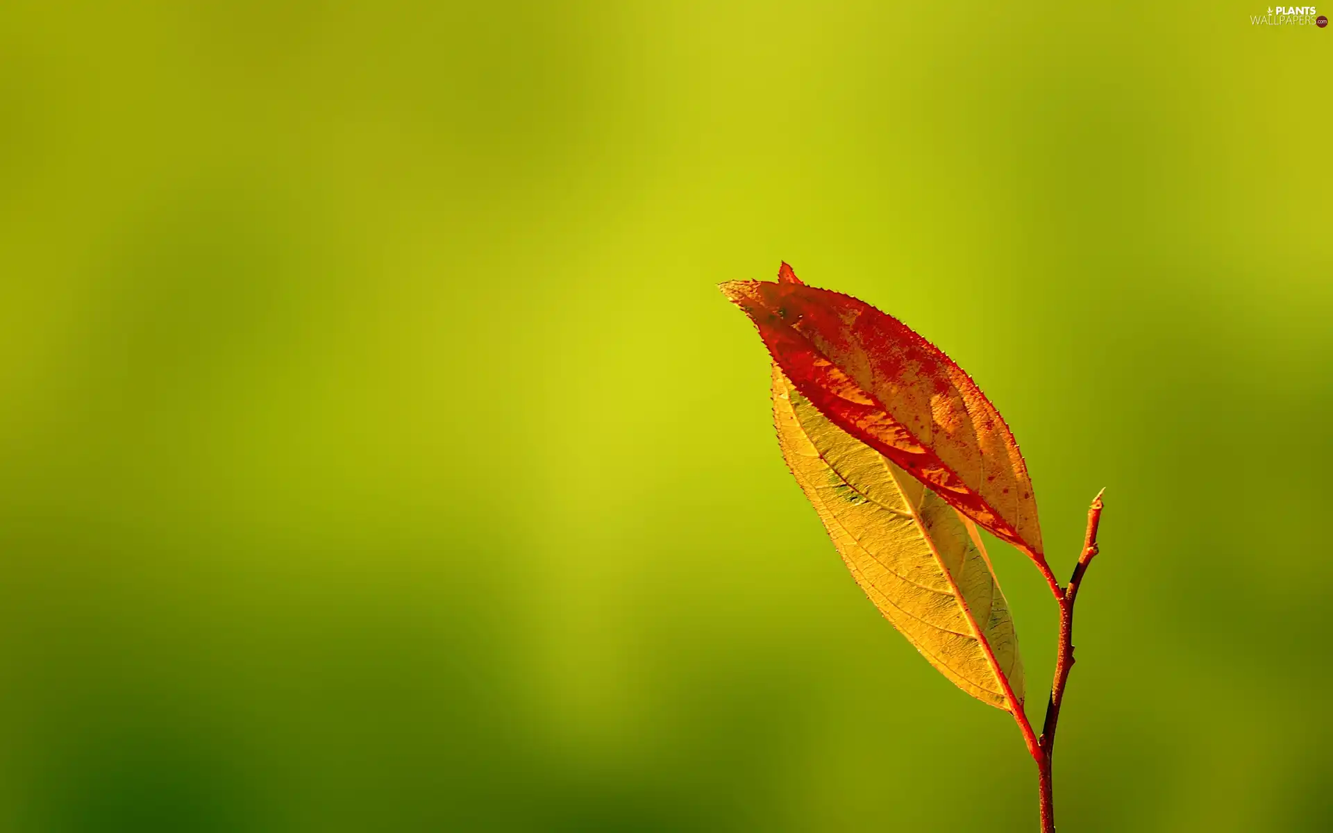 twig, Two cars, leaves