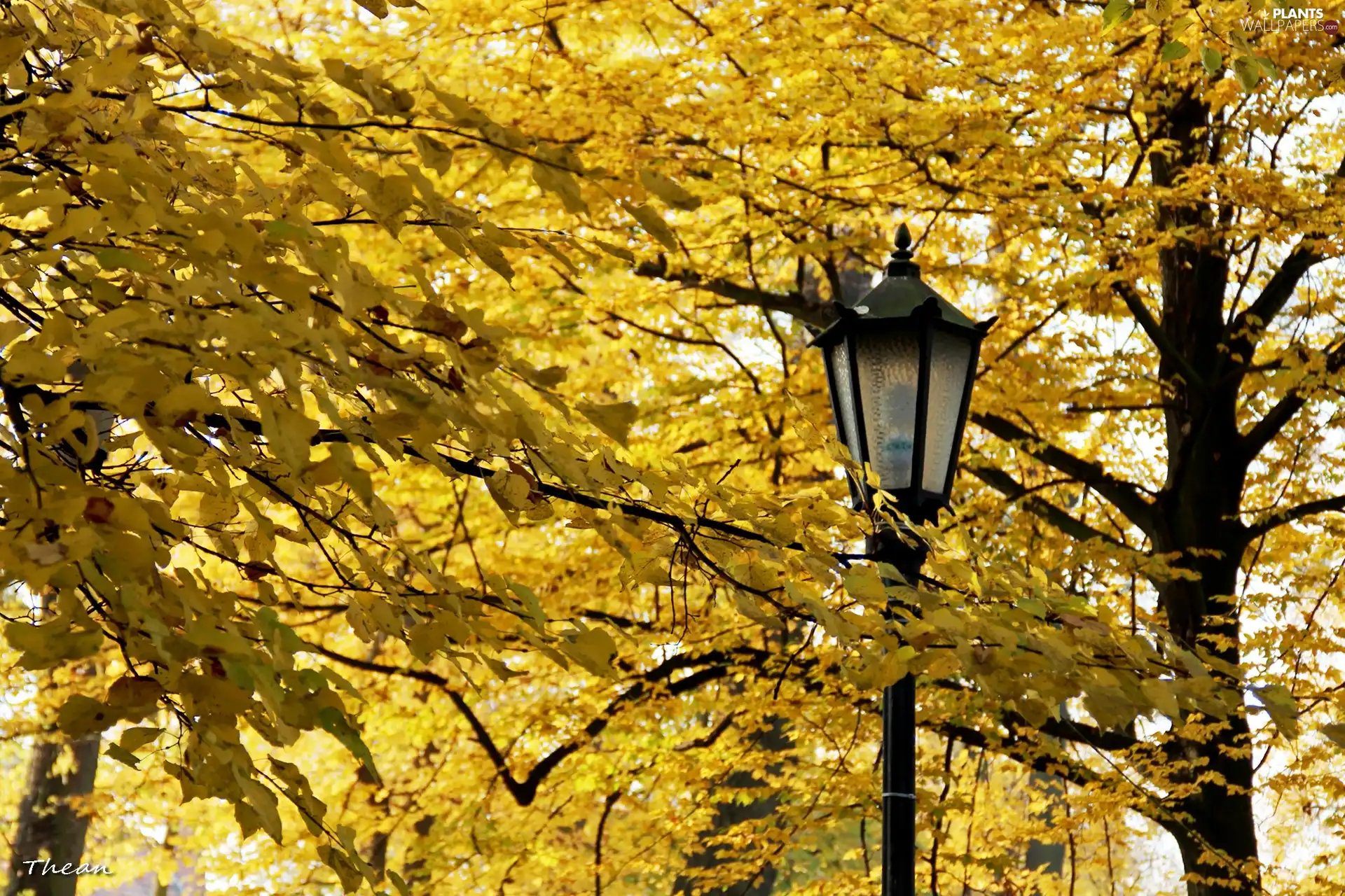 Yellow, Leaf, Lighthouse, Autumn