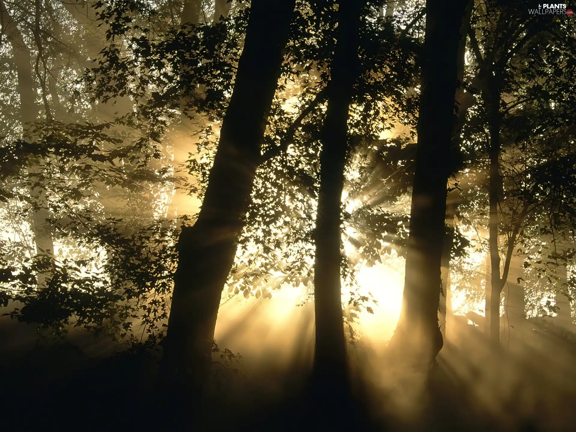 flash, ligh, trees, sun, Przebijające, luminosity, viewes