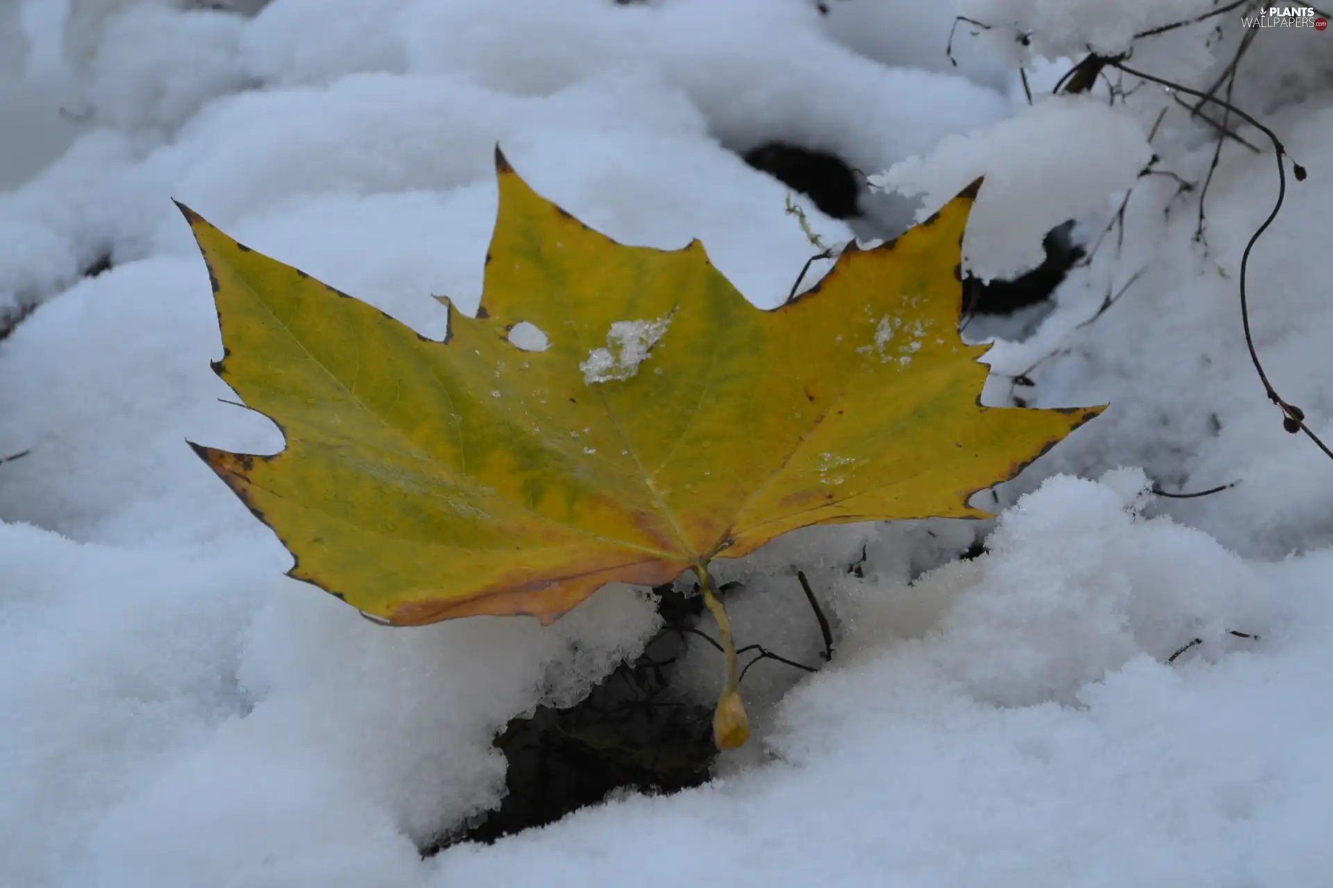 maple, Yellow, leaf