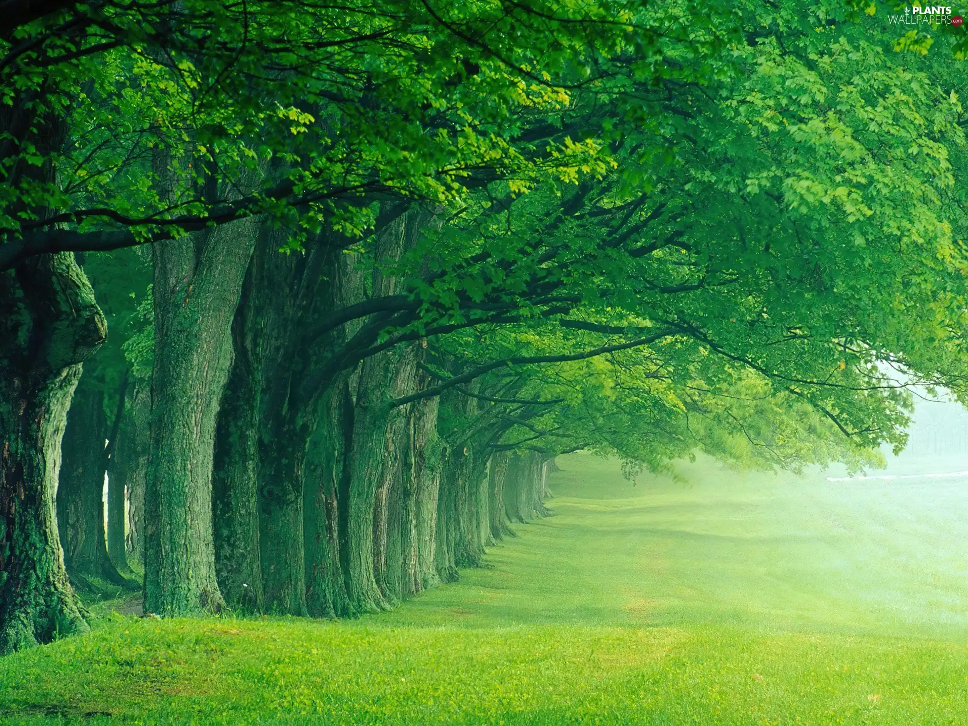 Meadow, border, forest