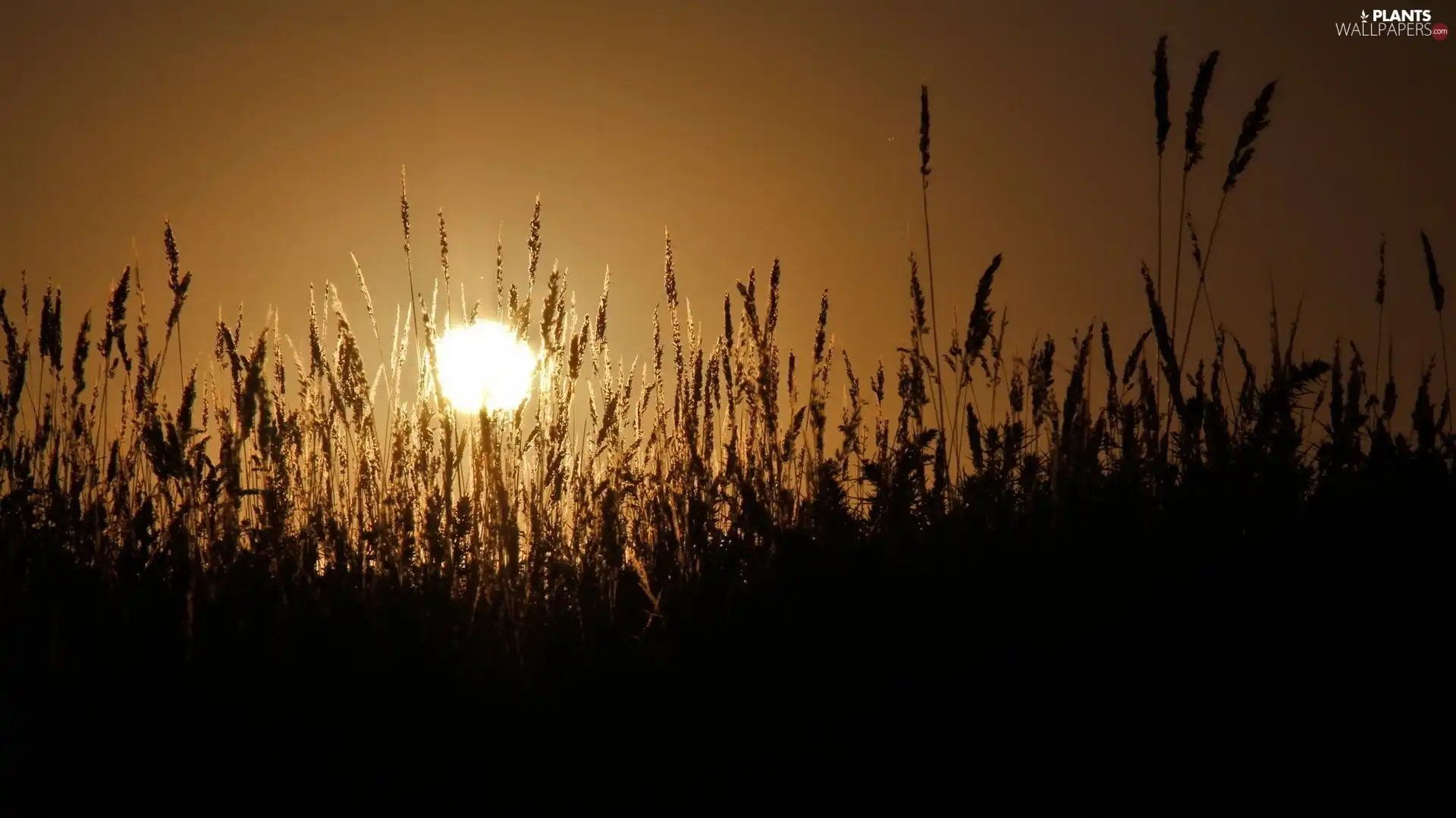 grass, Great Sunsets, Meadow