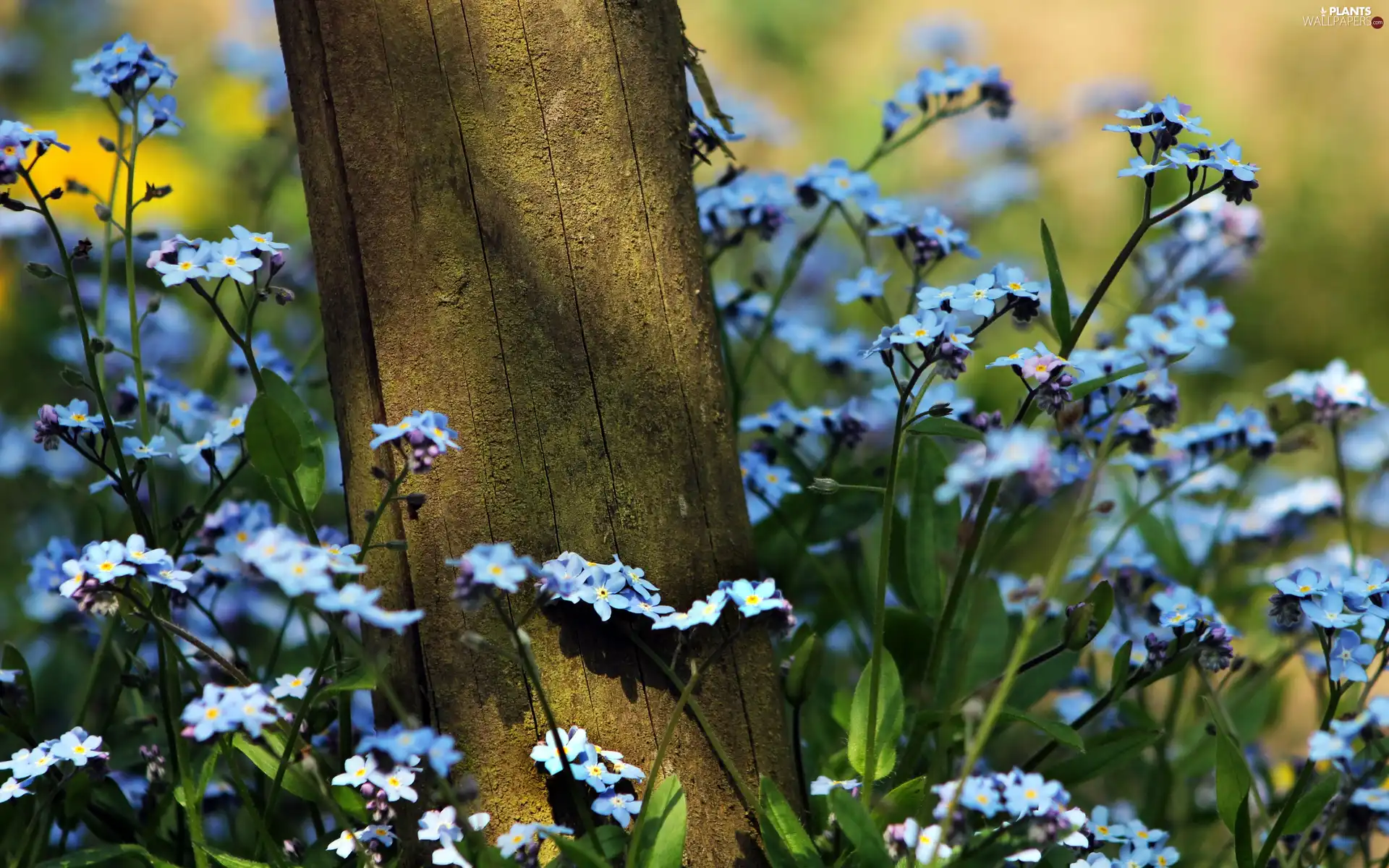 Meadow, Forget, trees