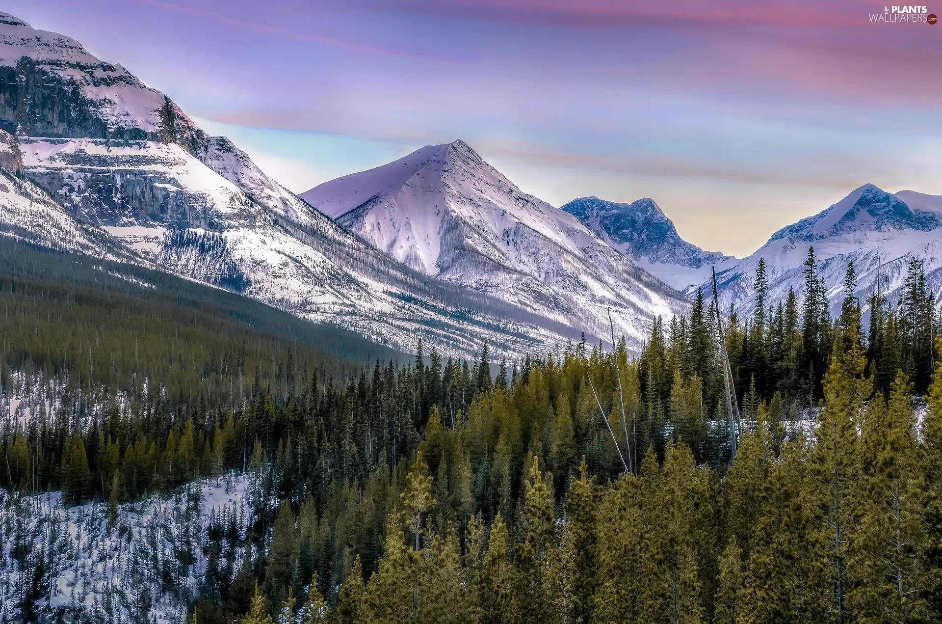 Snowy, Spruces, forest, Mountains