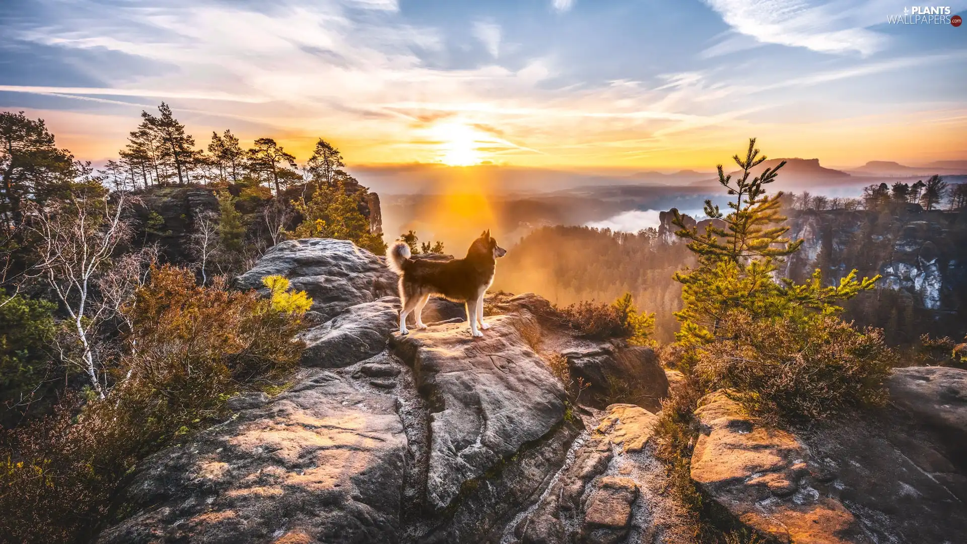 Mountains, dog, trees, viewes, rays of the Sun, rocks