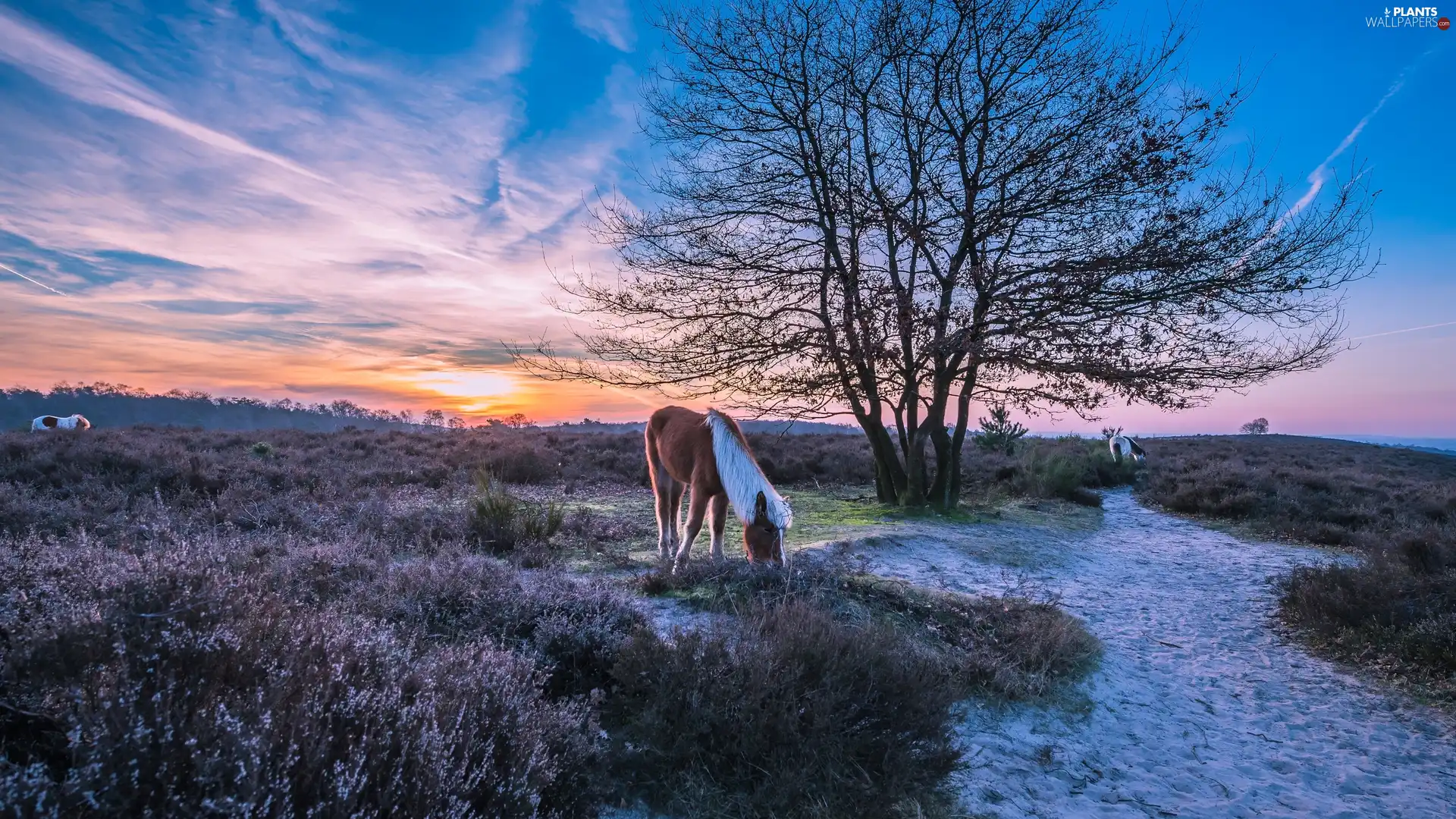 heathers, trees, Netherlands, bloodstock, Province of Gelderland, heath, Veluwezoom National Park, Sunrise