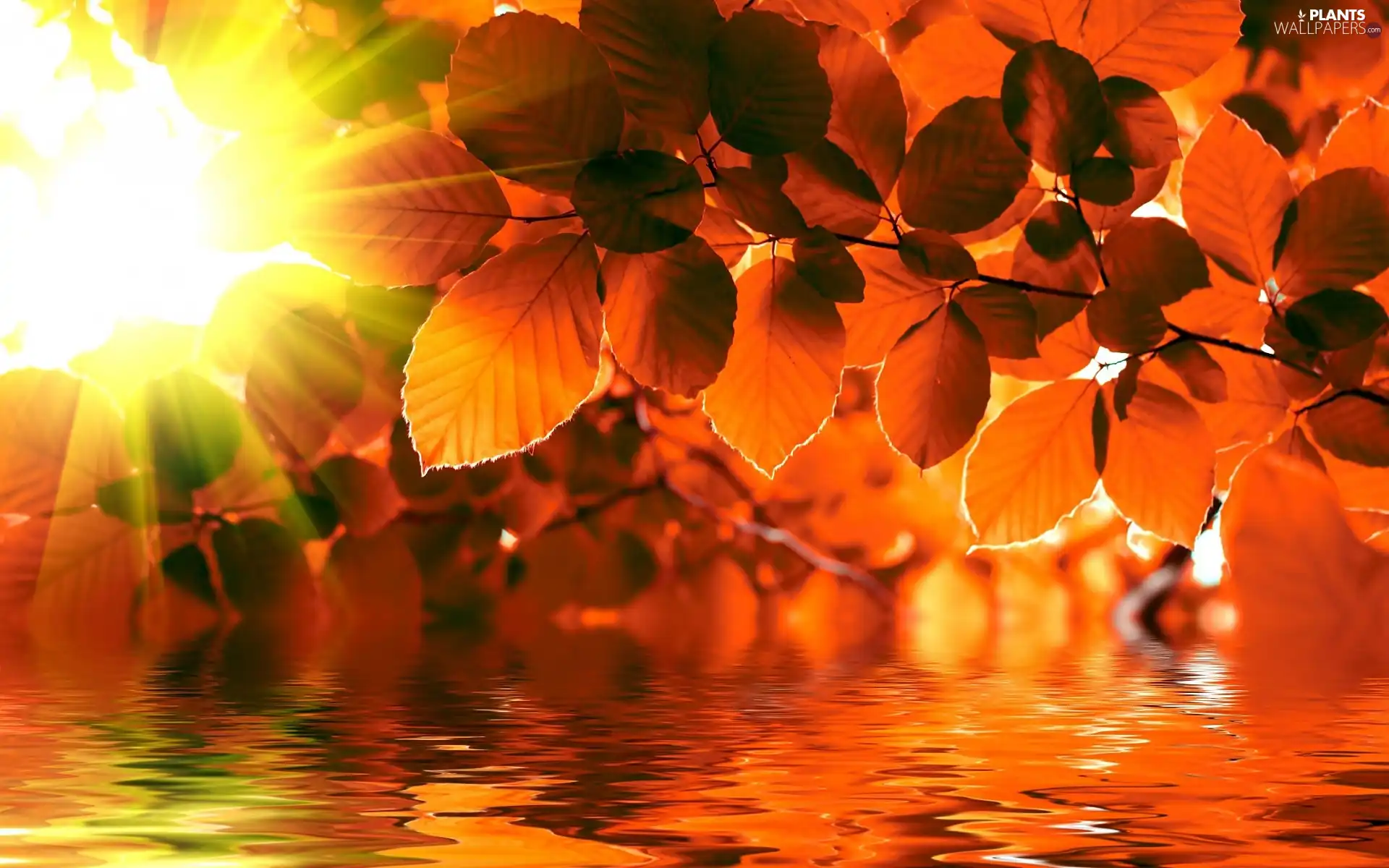 autumn, water, rays of the Sun, Leaf