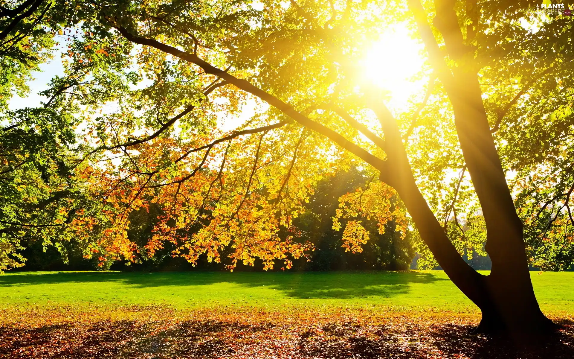 Park, viewes, rays of the Sun, trees