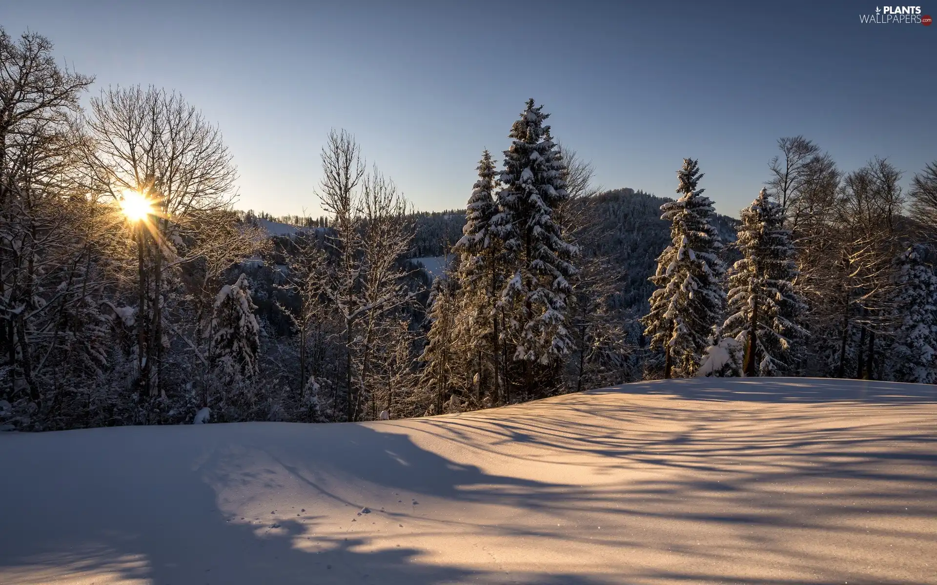 winter, viewes, rays of the Sun, trees