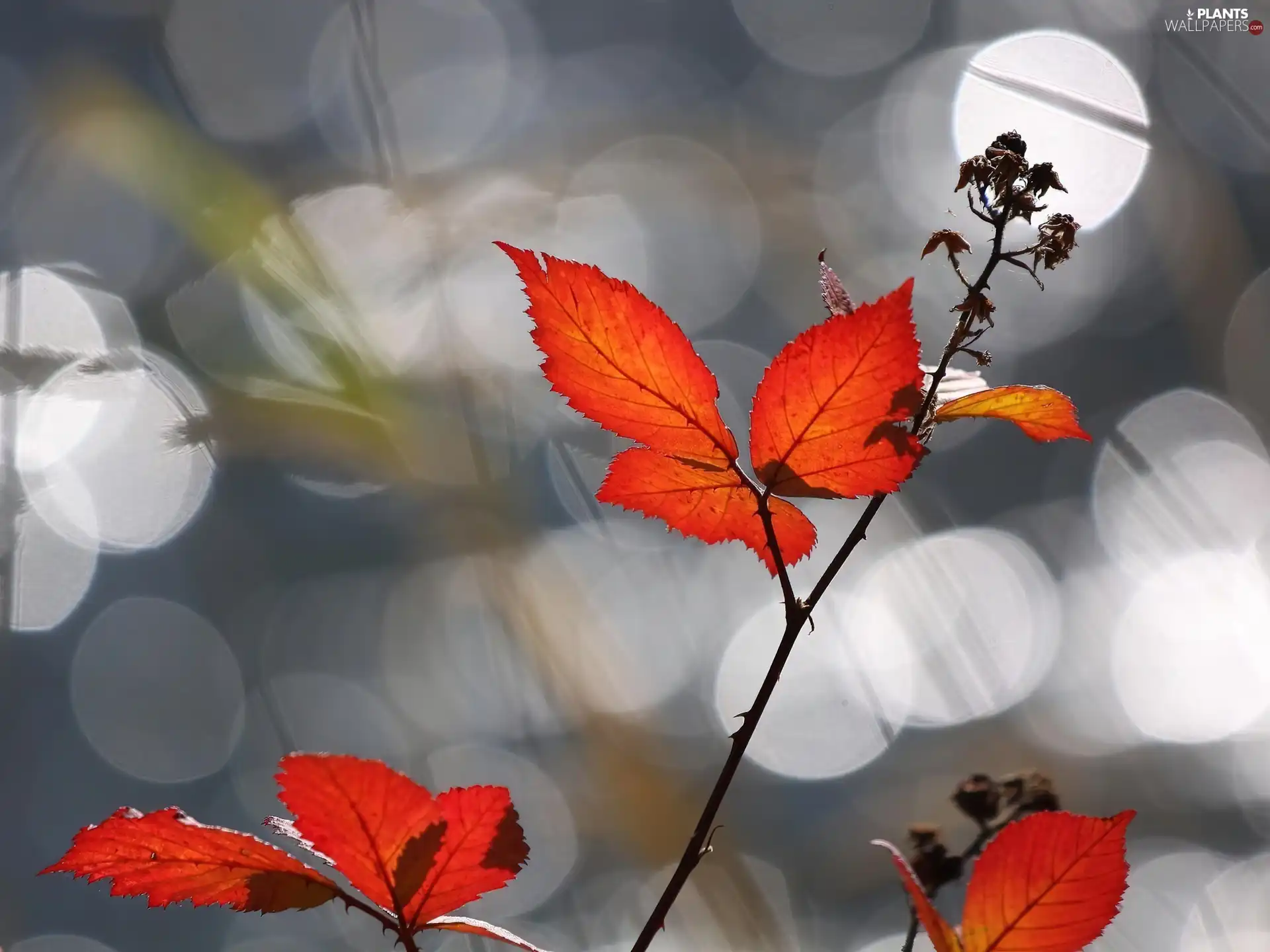 Orange, leaves, roses, twig, fades