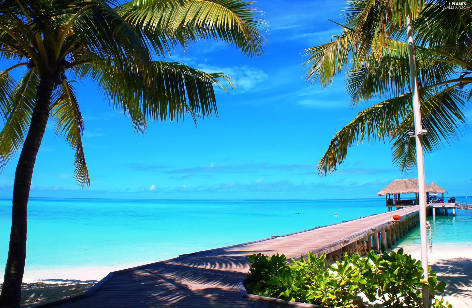 Palms, sea, pier