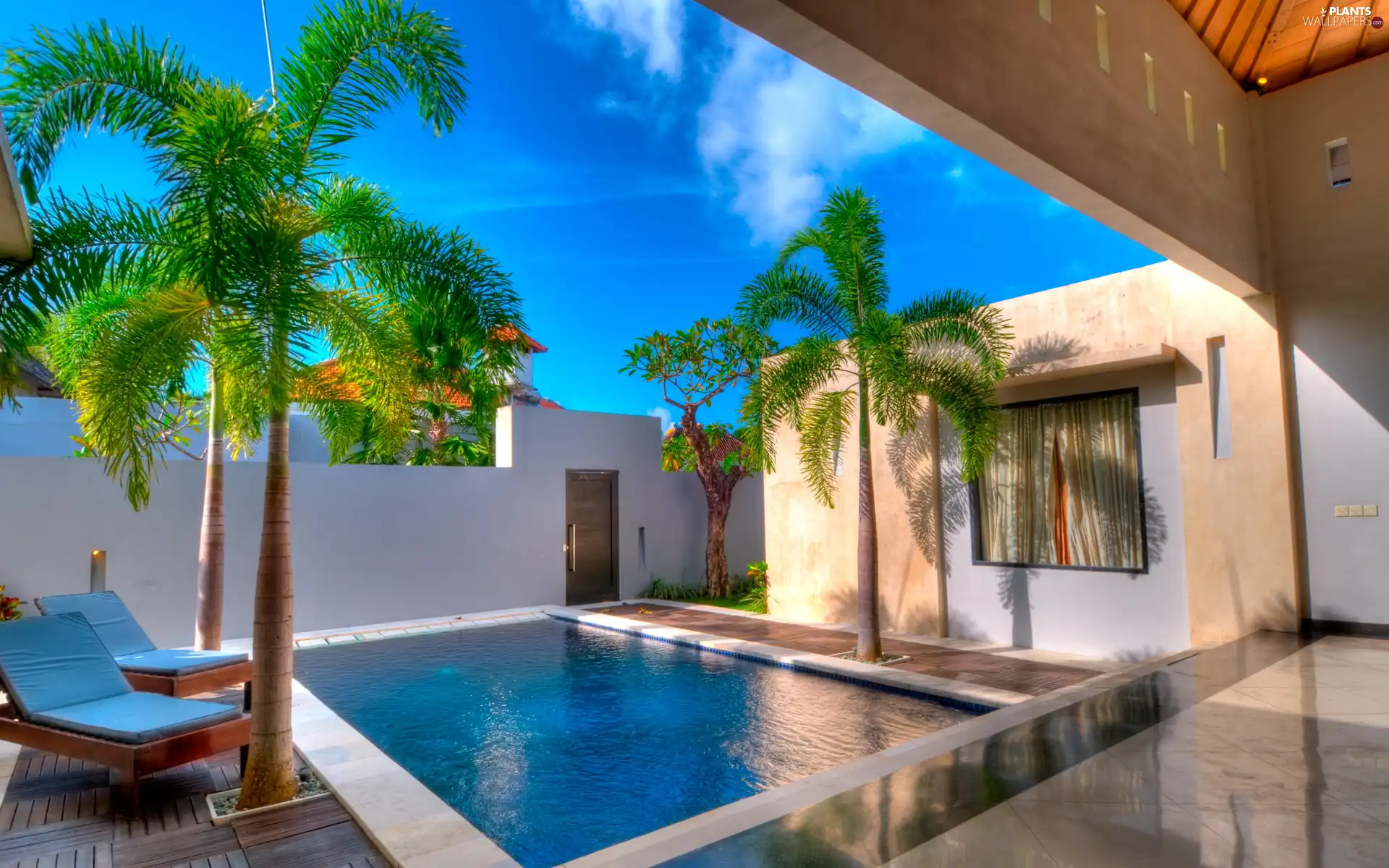 Palms, house, Pool