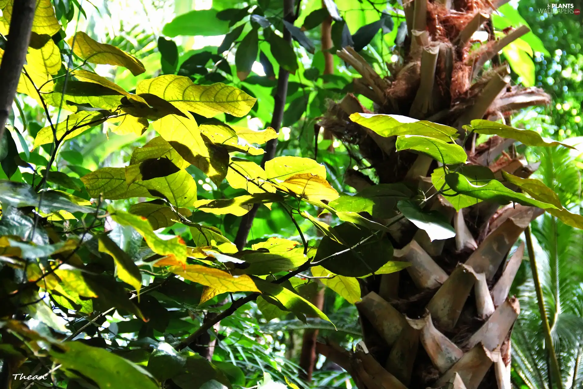 Palms, Leaf, trunk