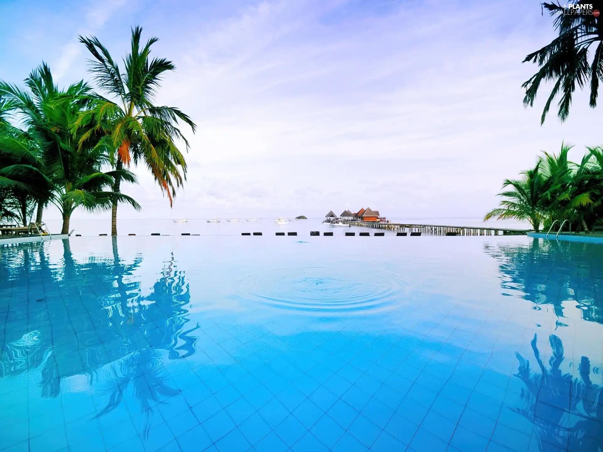 Palms, Pool, water