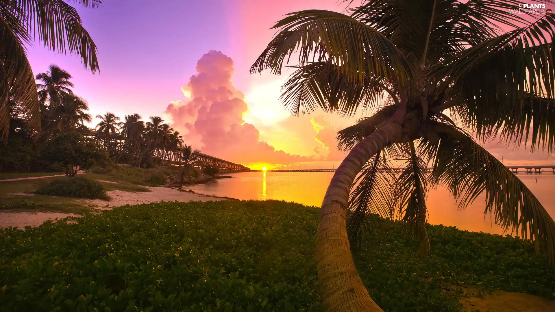 west, clouds, Palms, sun