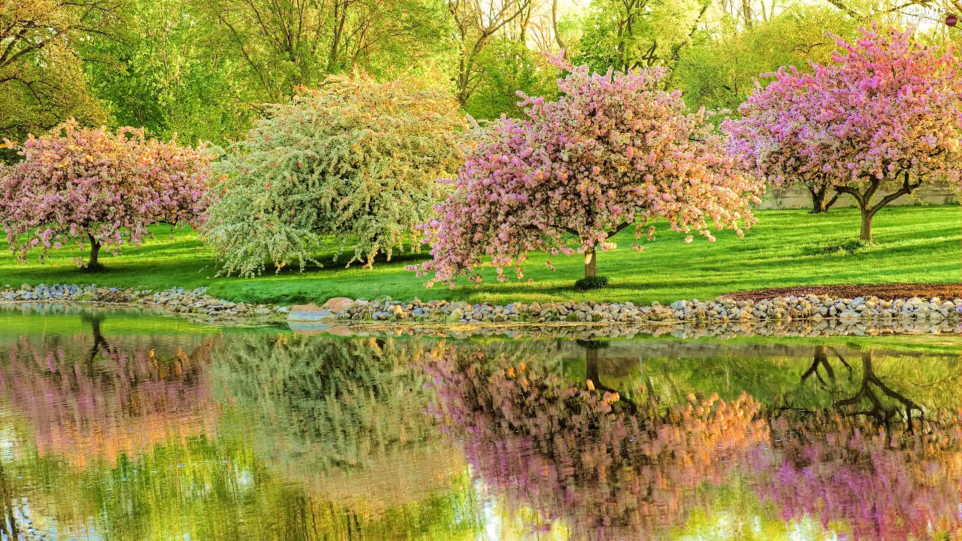 flourishing, River, Park, Sapling