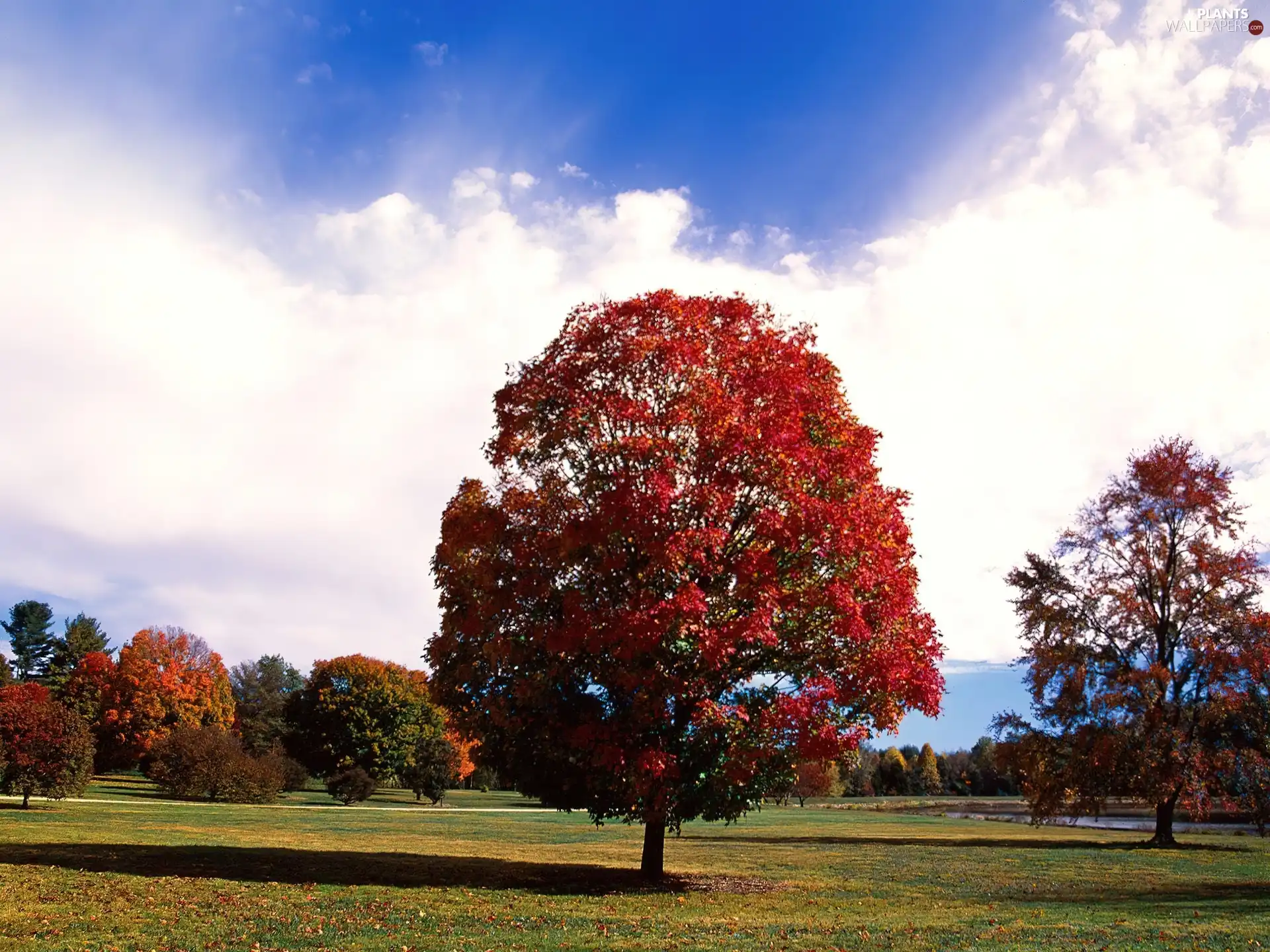 Park, Red, trees