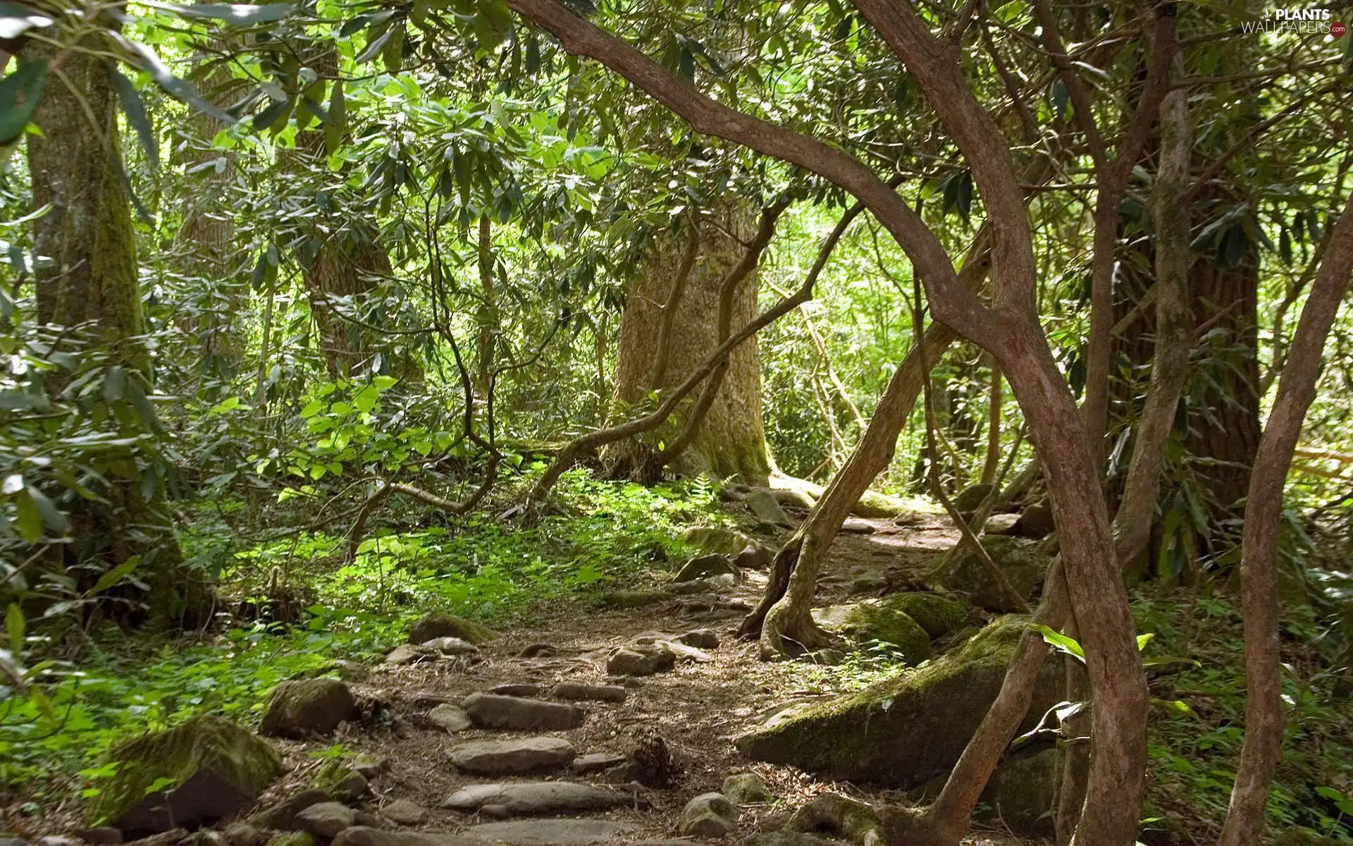 forest, rocky, Path, Climbers