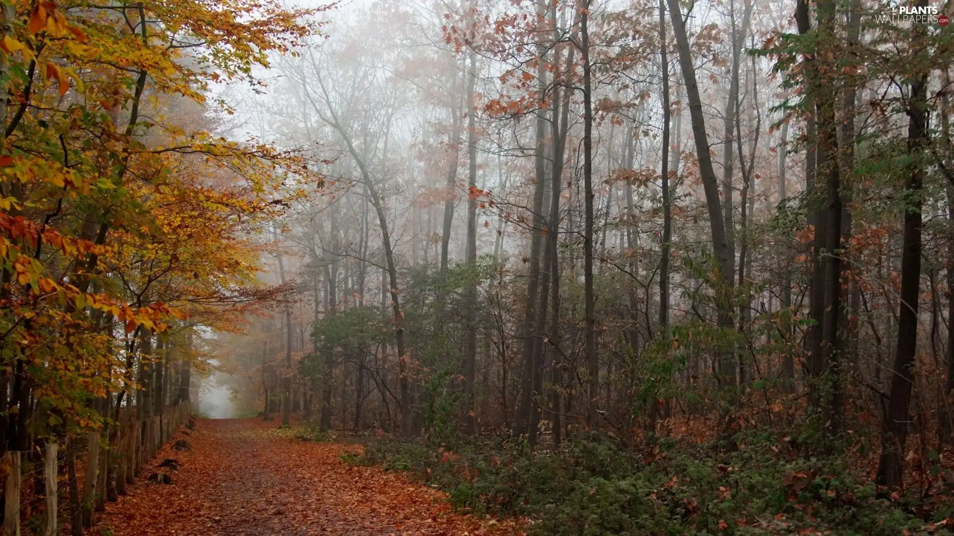 viewes, autumn, color, trees, landscape, Path, Leaf