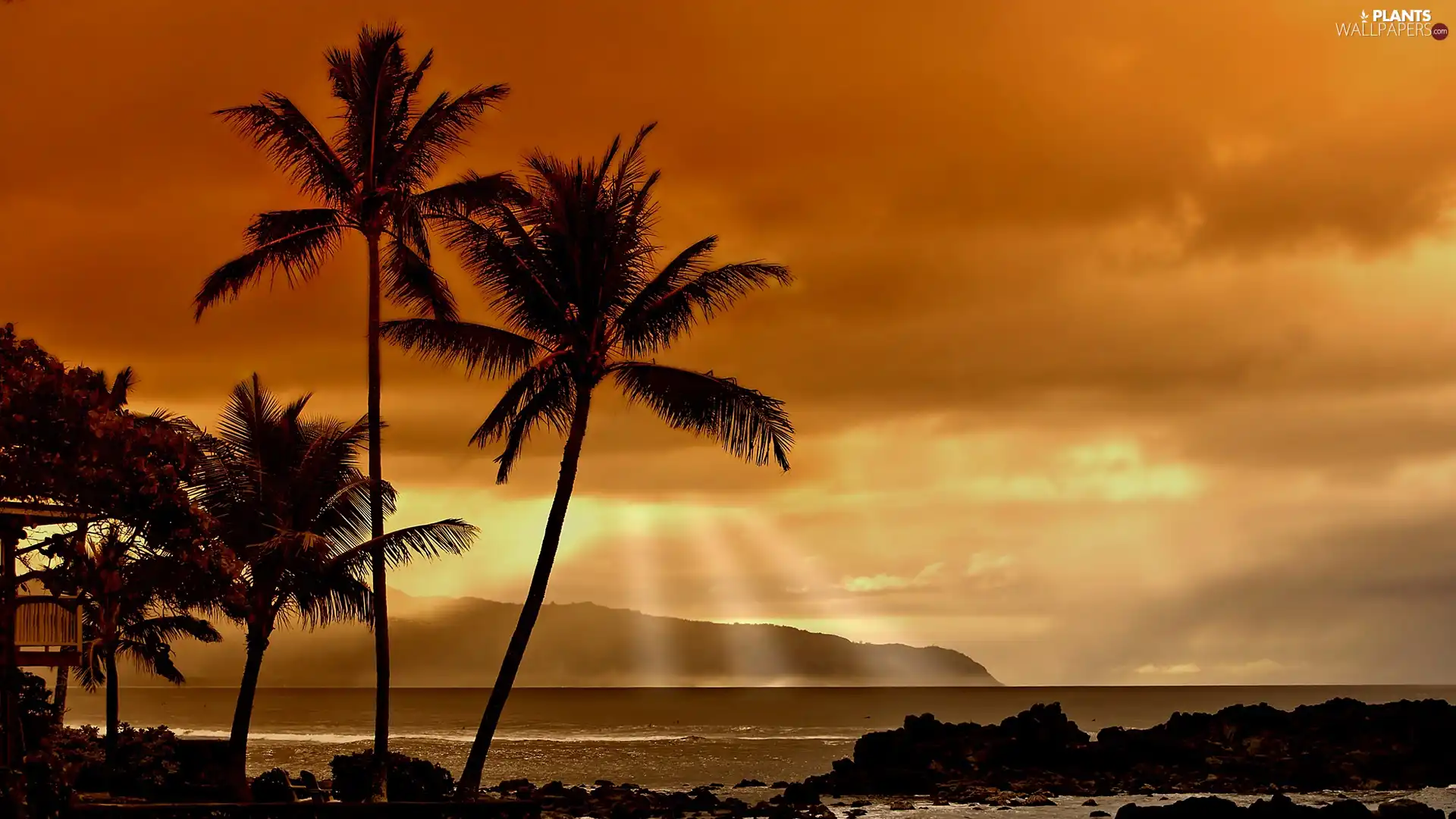 peaks, Mountains, sun, Palms, west