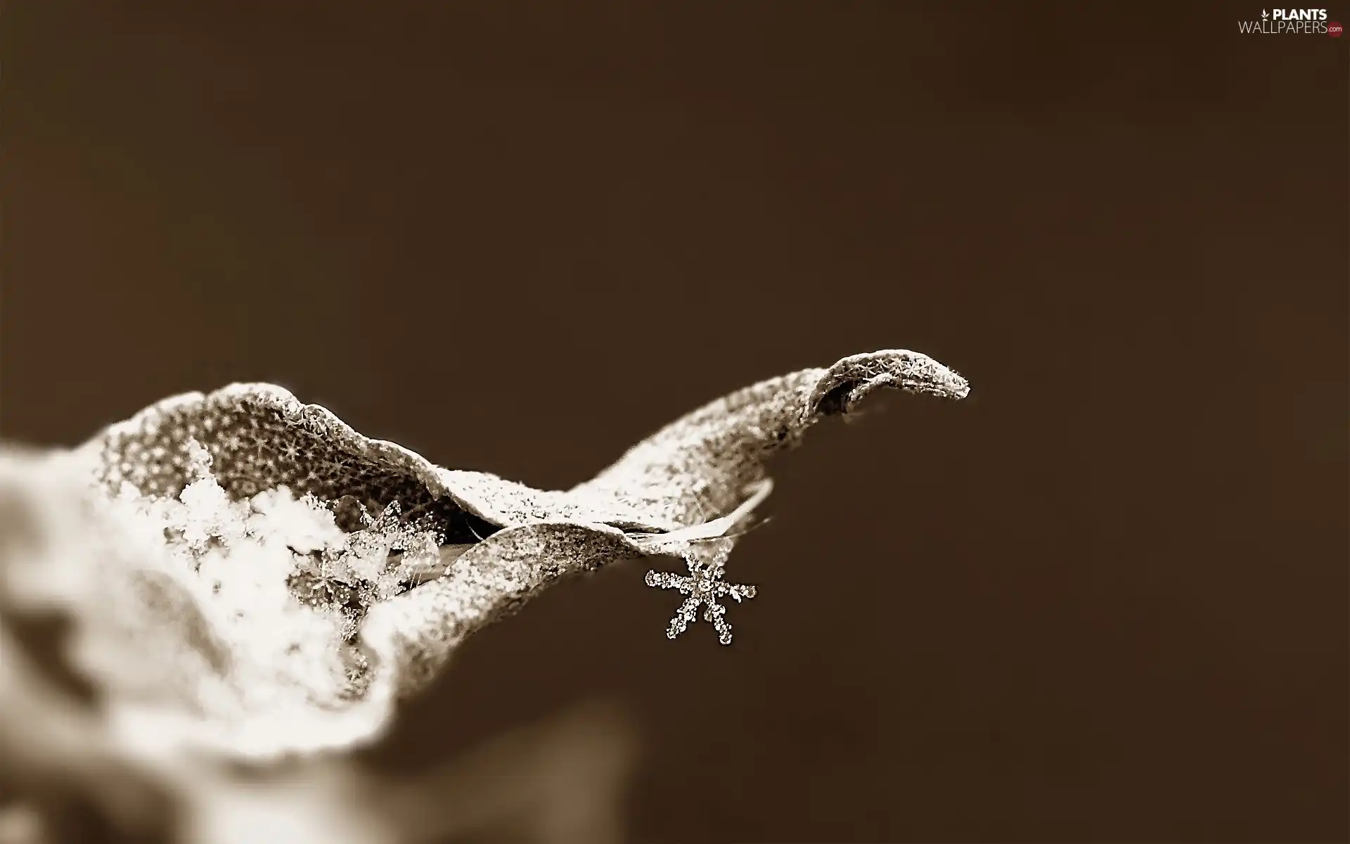 snow, Close, petal, snow, star, leaf