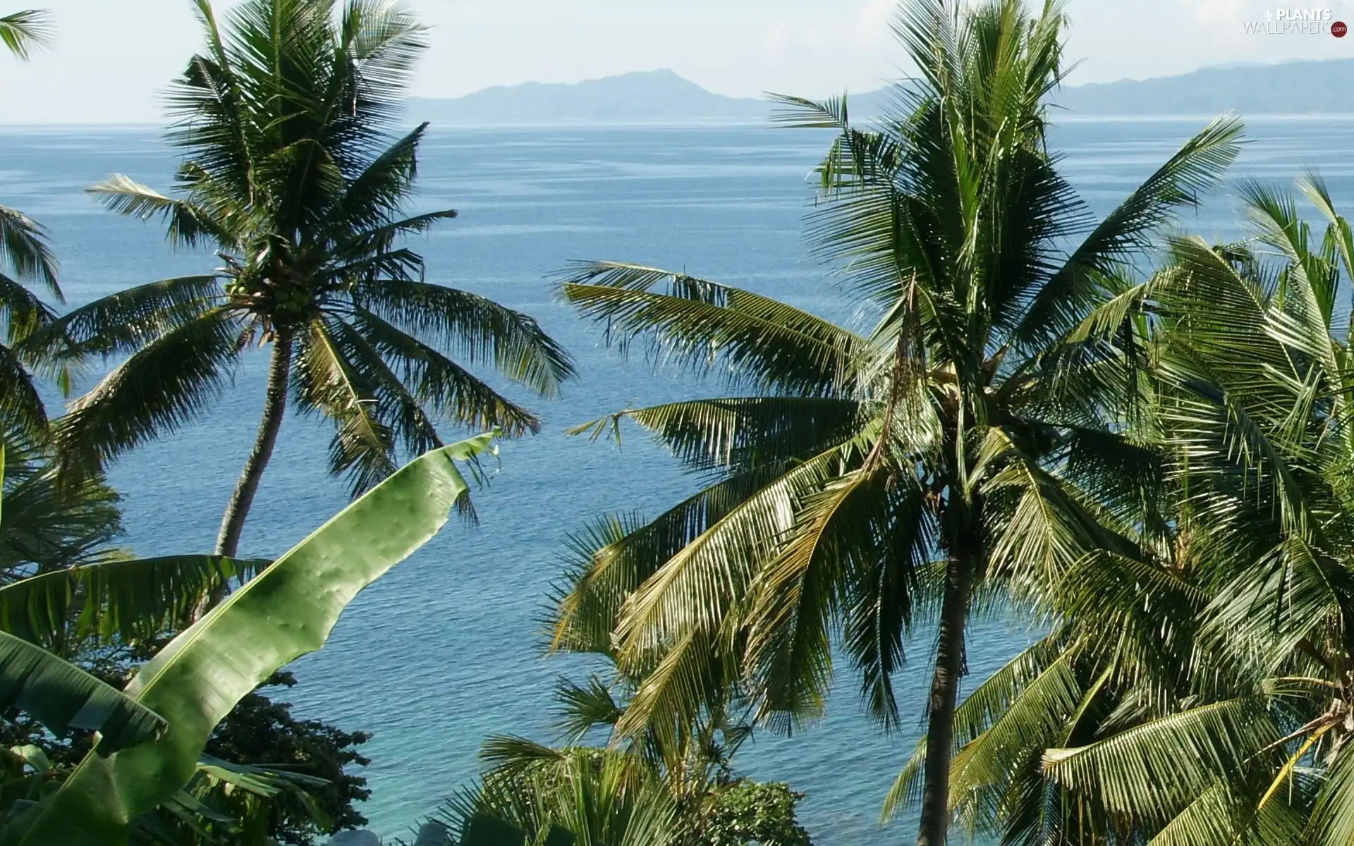 Philippines, Palms, Ocean