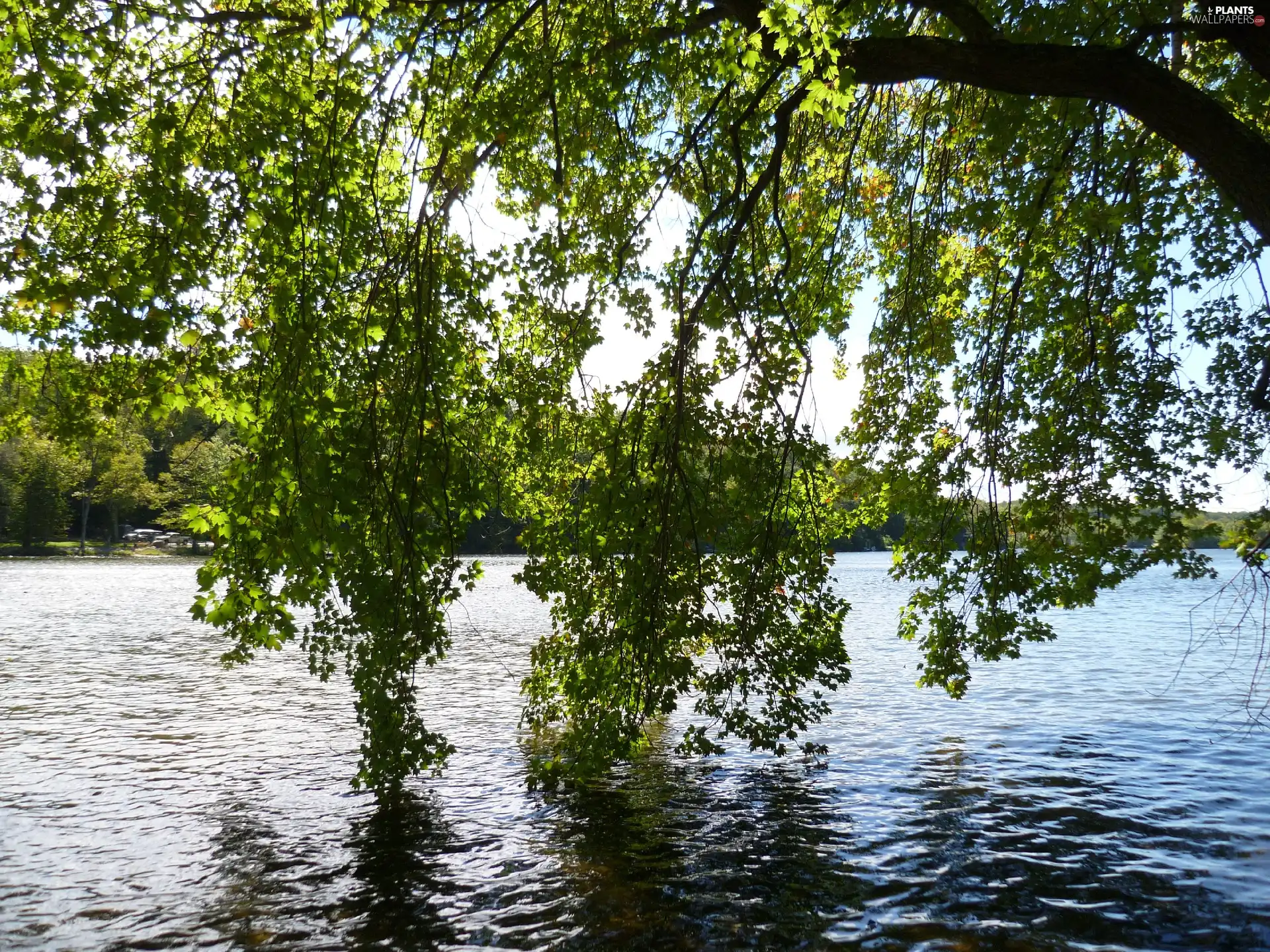 lake, branch pics