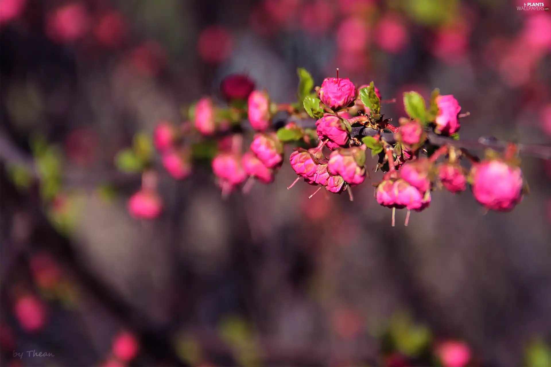 Flowers, cotoneaster rozkrzewione, Pink