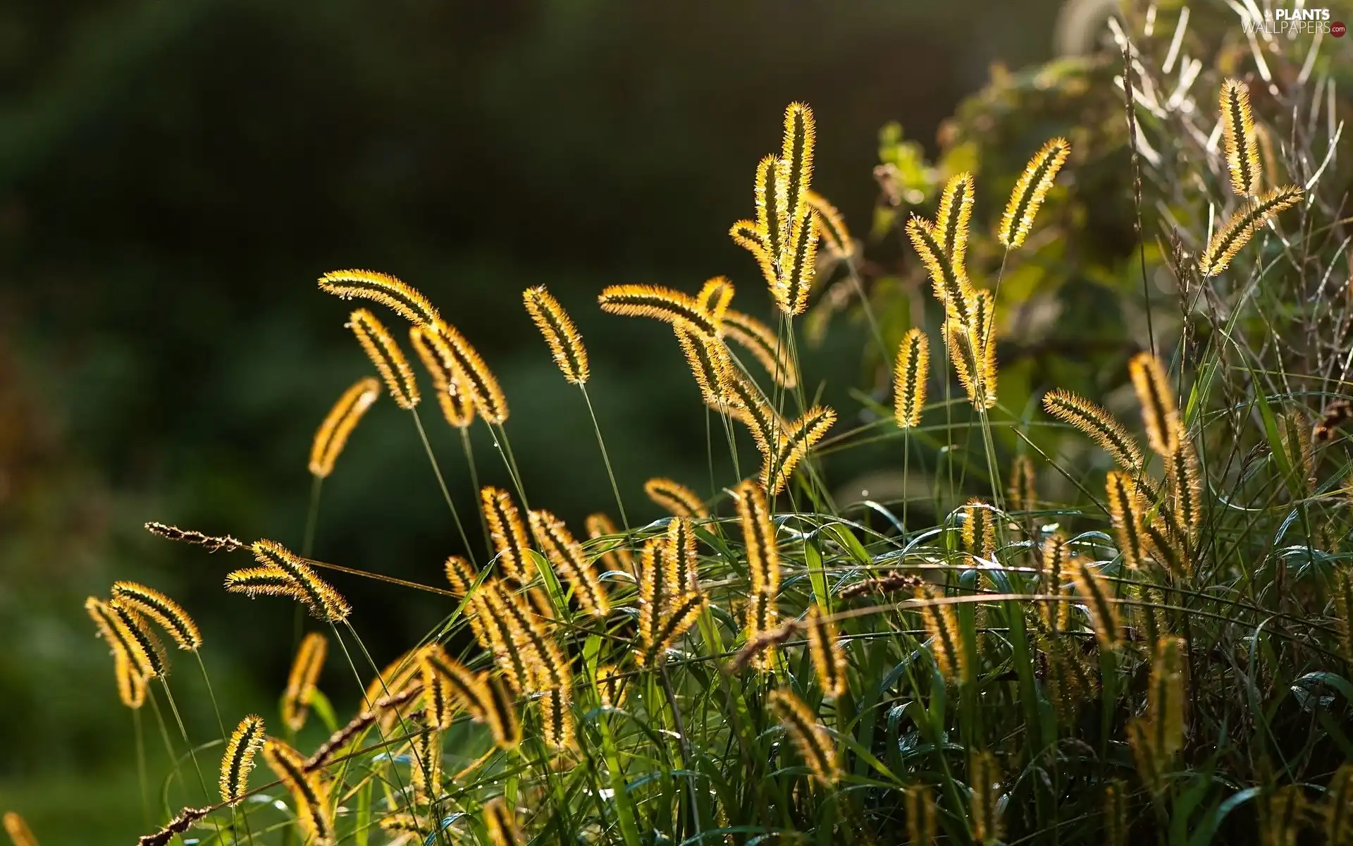 grass, Plants