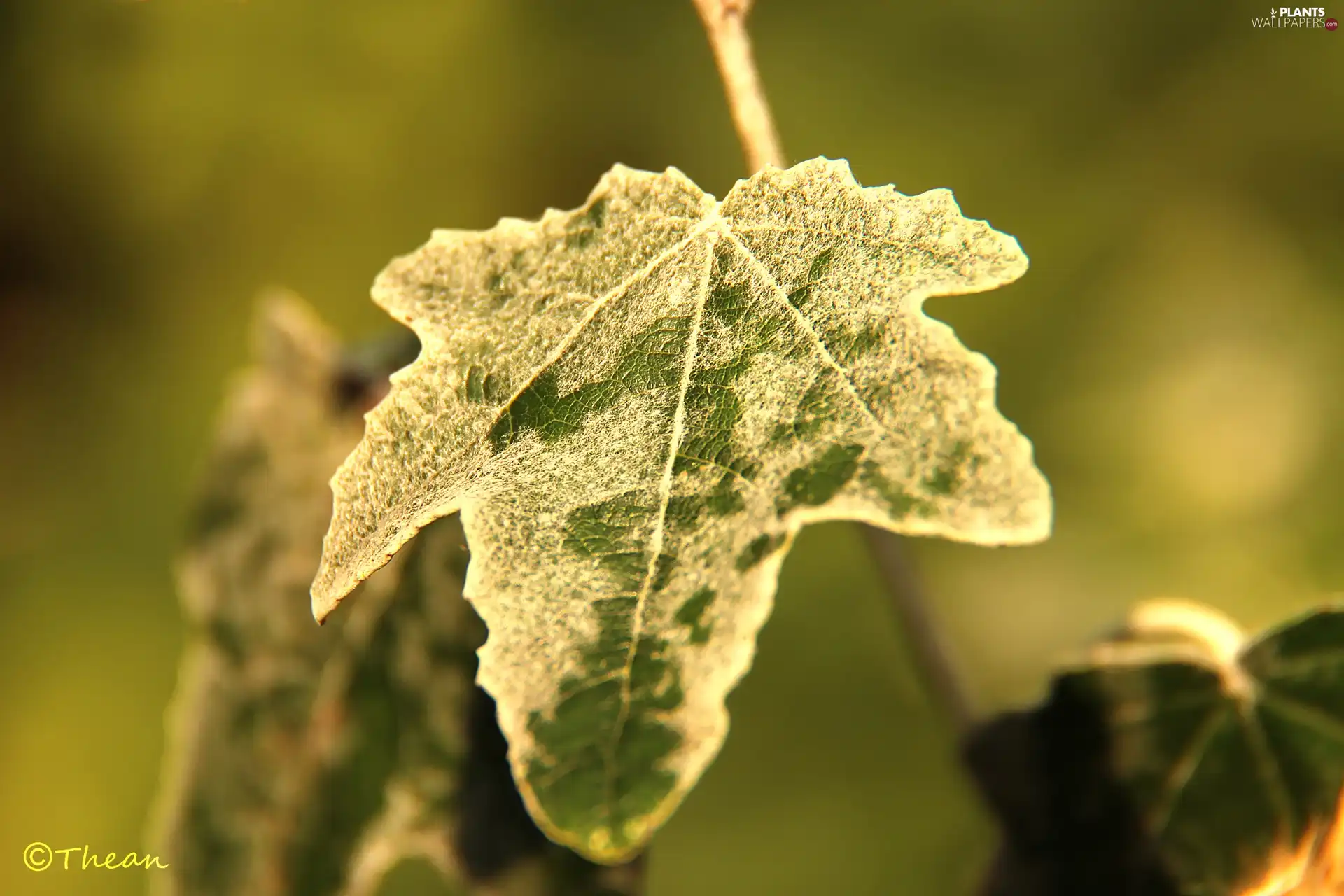 leaf, poplar