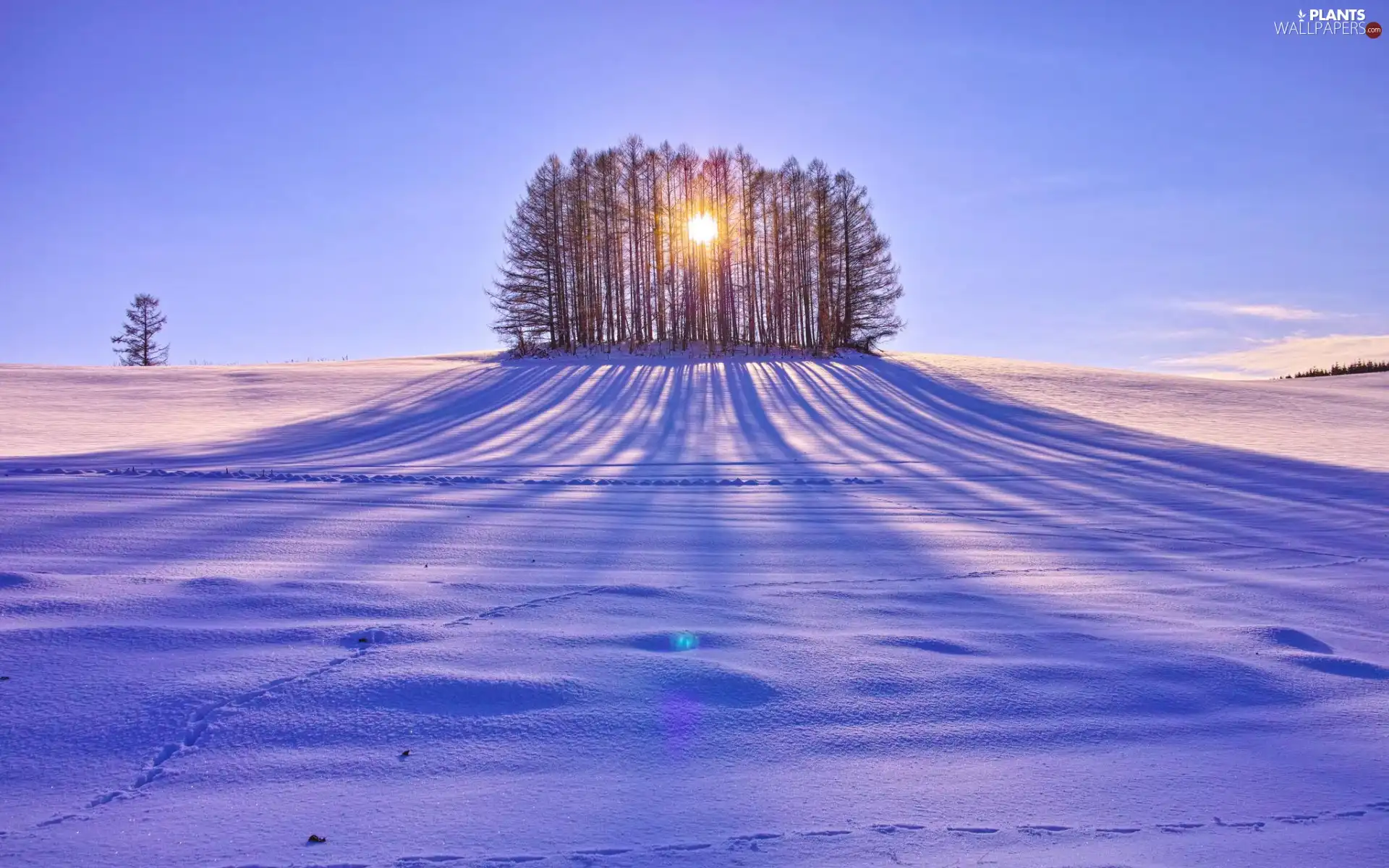 trees, snow, Przebijające, sun, viewes, Field