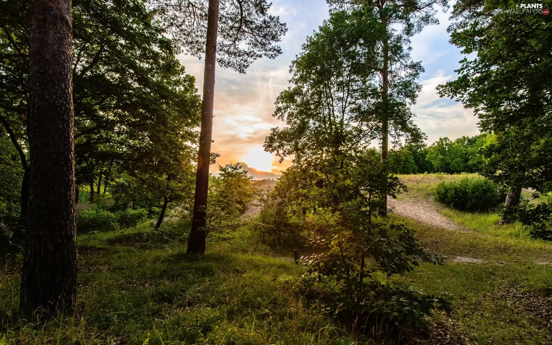 viewes, Przebijające, luminosity, ligh, flash, trees, forest, sun