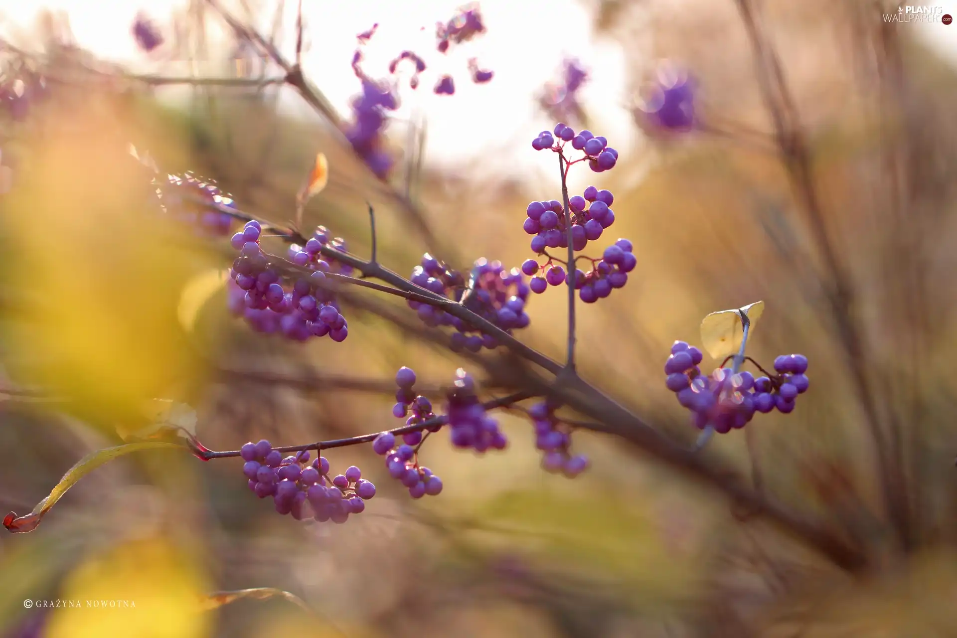 purple, Fruits, Bodinieri, Bush, Callicarpa