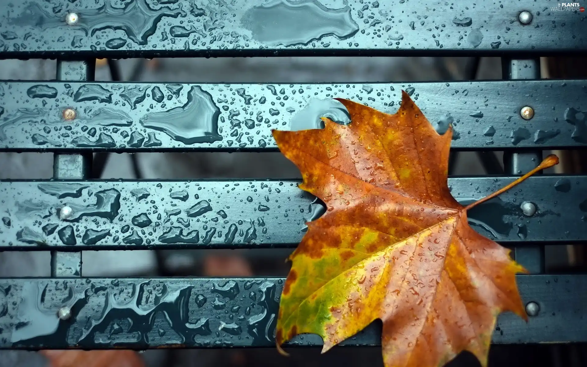 Autumn, drops, rain, leaf